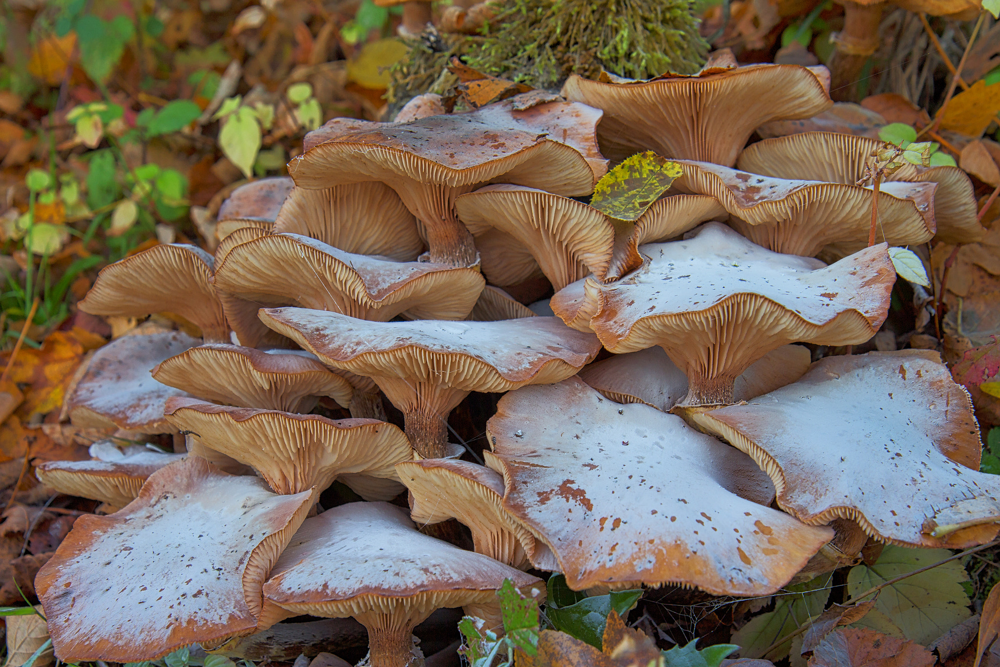 Canon EOS 650D (EOS Rebel T4i / EOS Kiss X6i) sample photo. Pilze im herbst photography