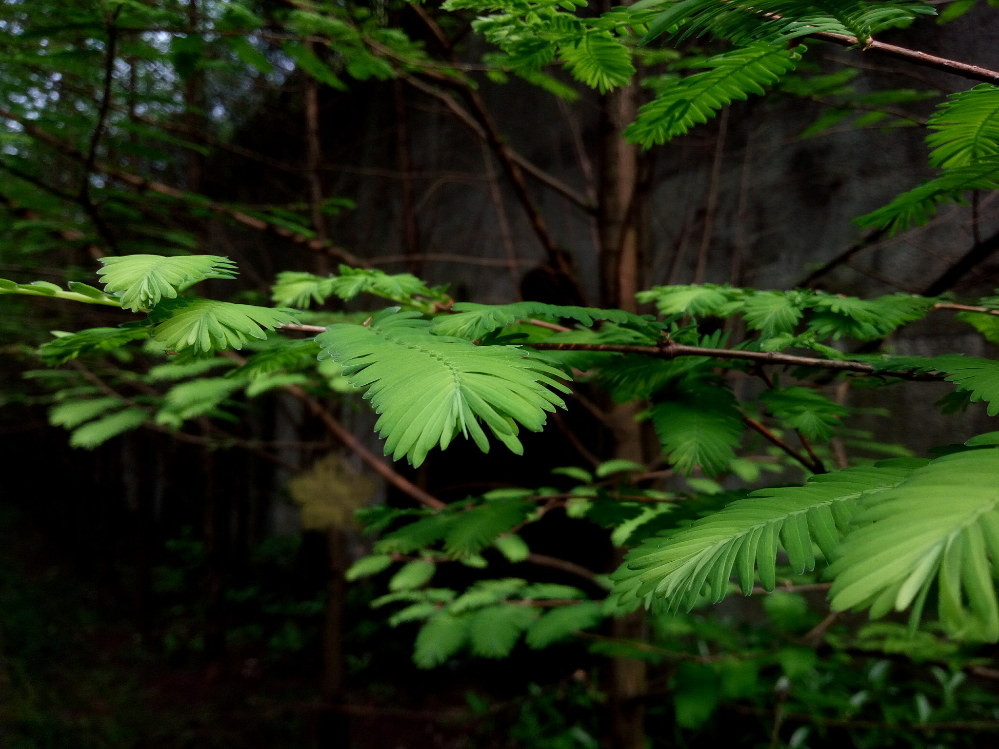 OPPO R7 sample photo