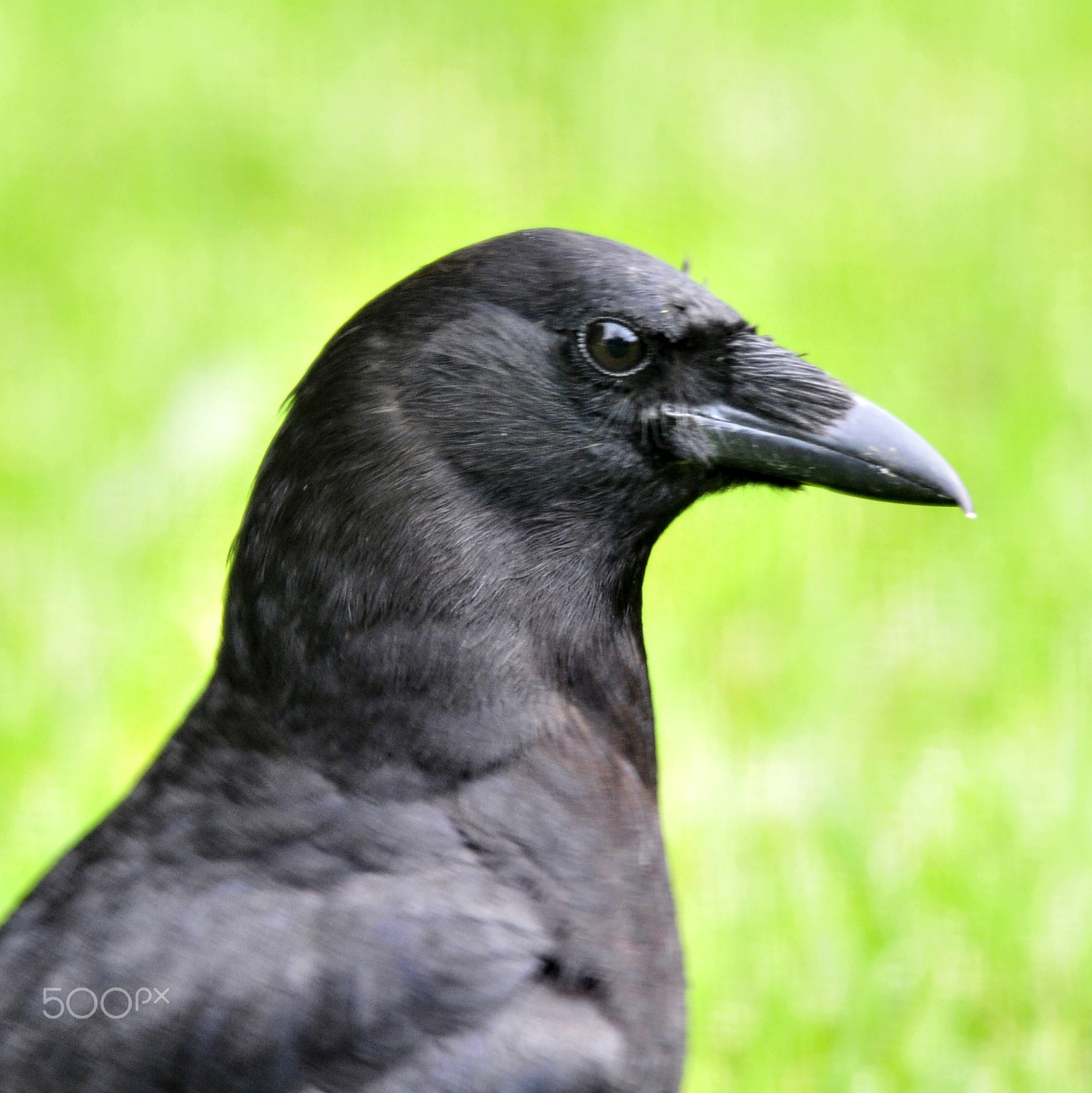 Nikon D300S sample photo. Portrait of a raven photography