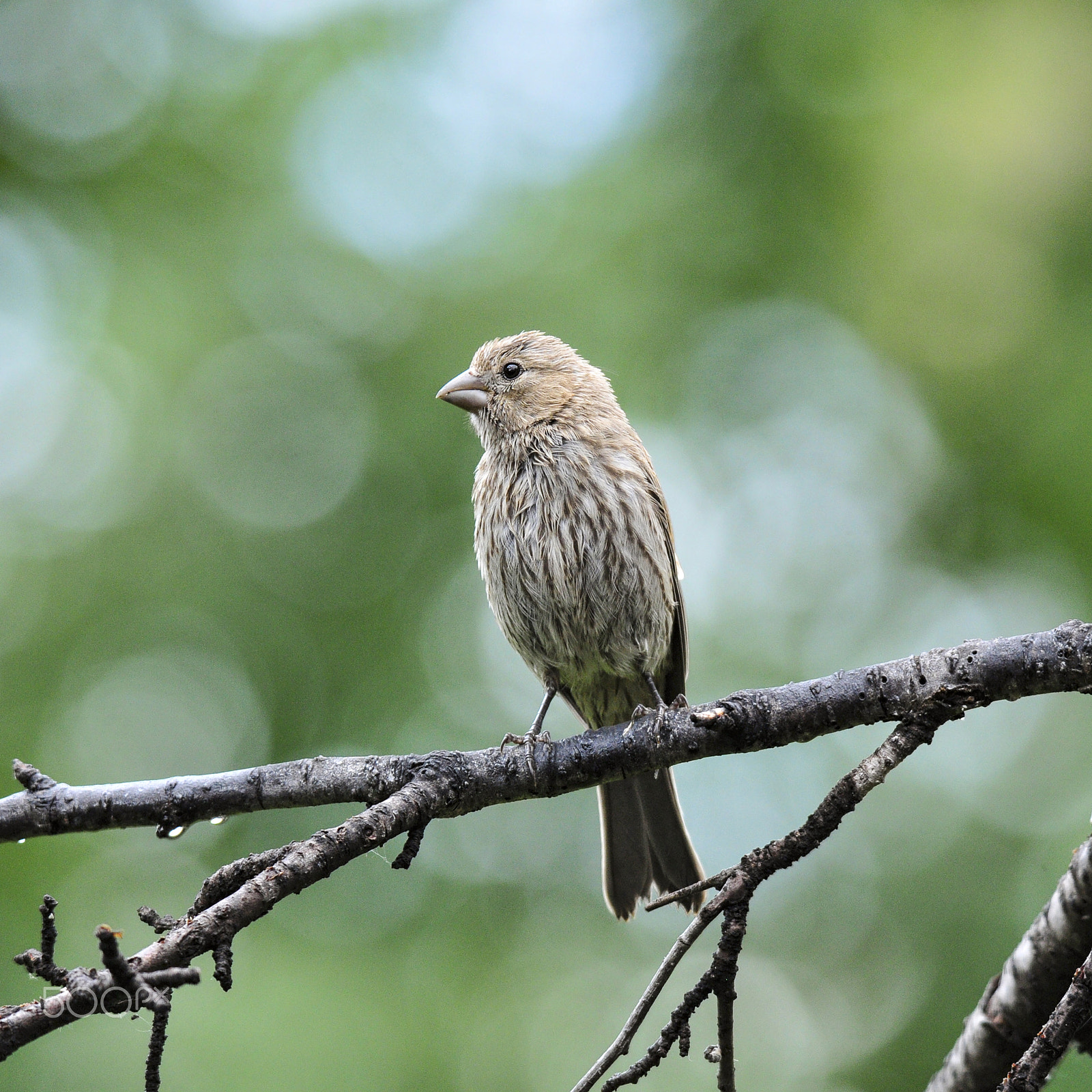 Nikon D300S sample photo. Plain photography