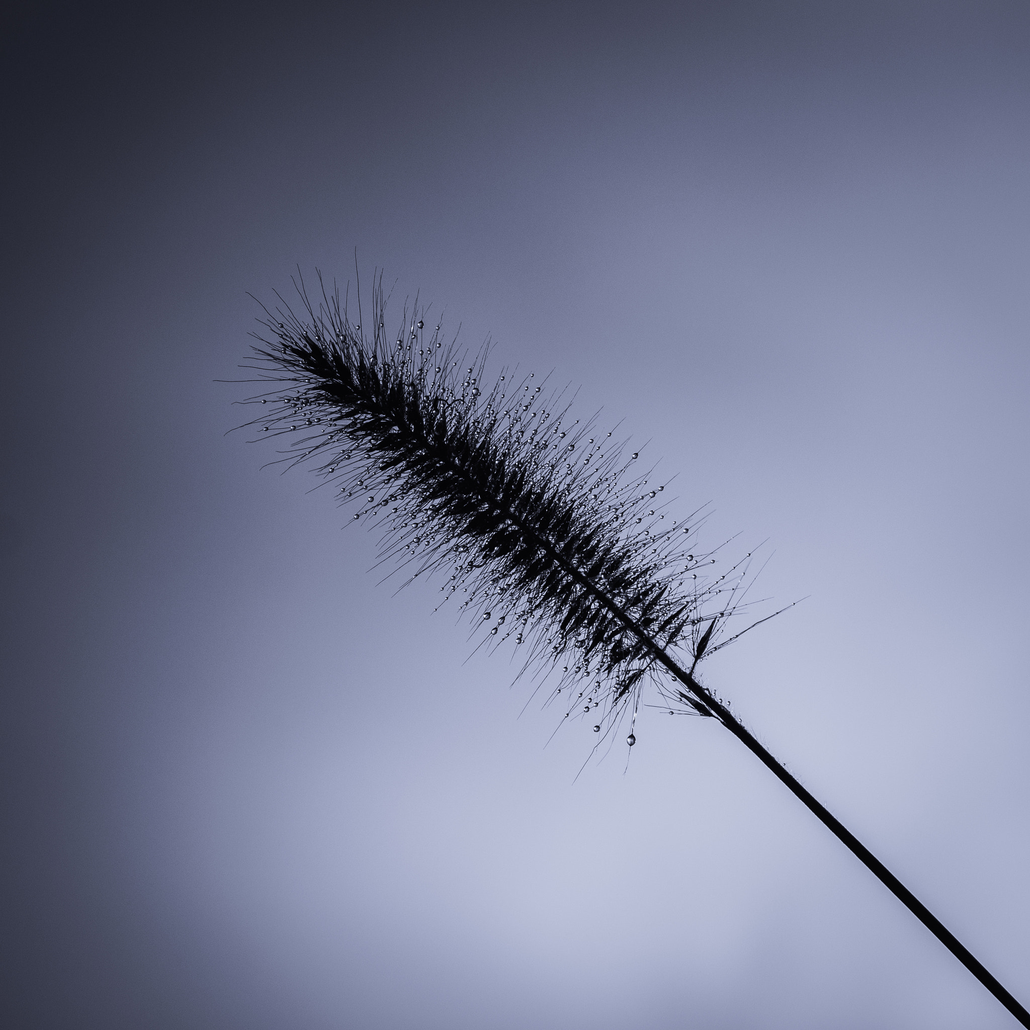 Sony SLT-A77 sample photo. Zen ! photography