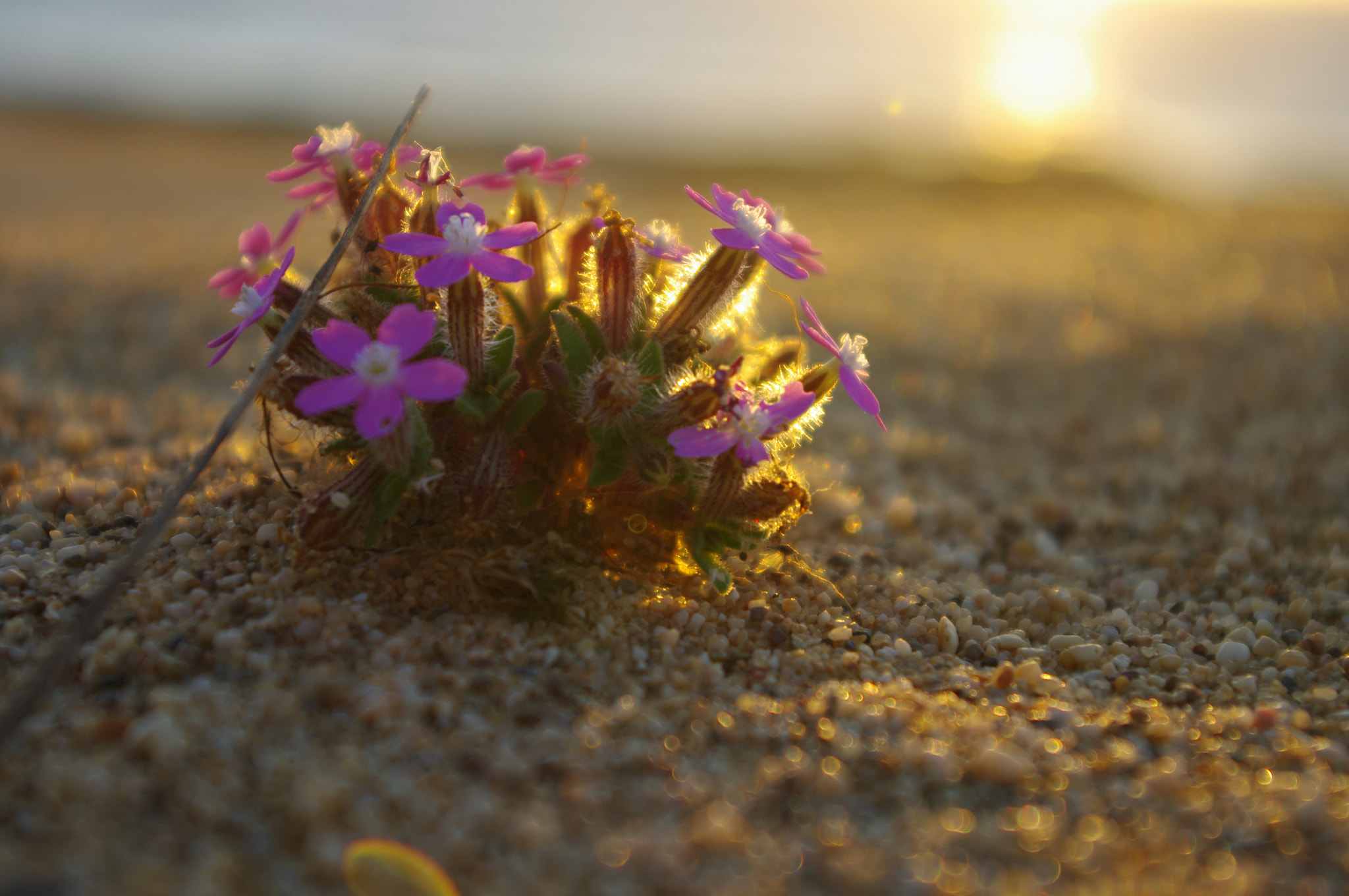 Pentax K20D sample photo. Desert beauty photography