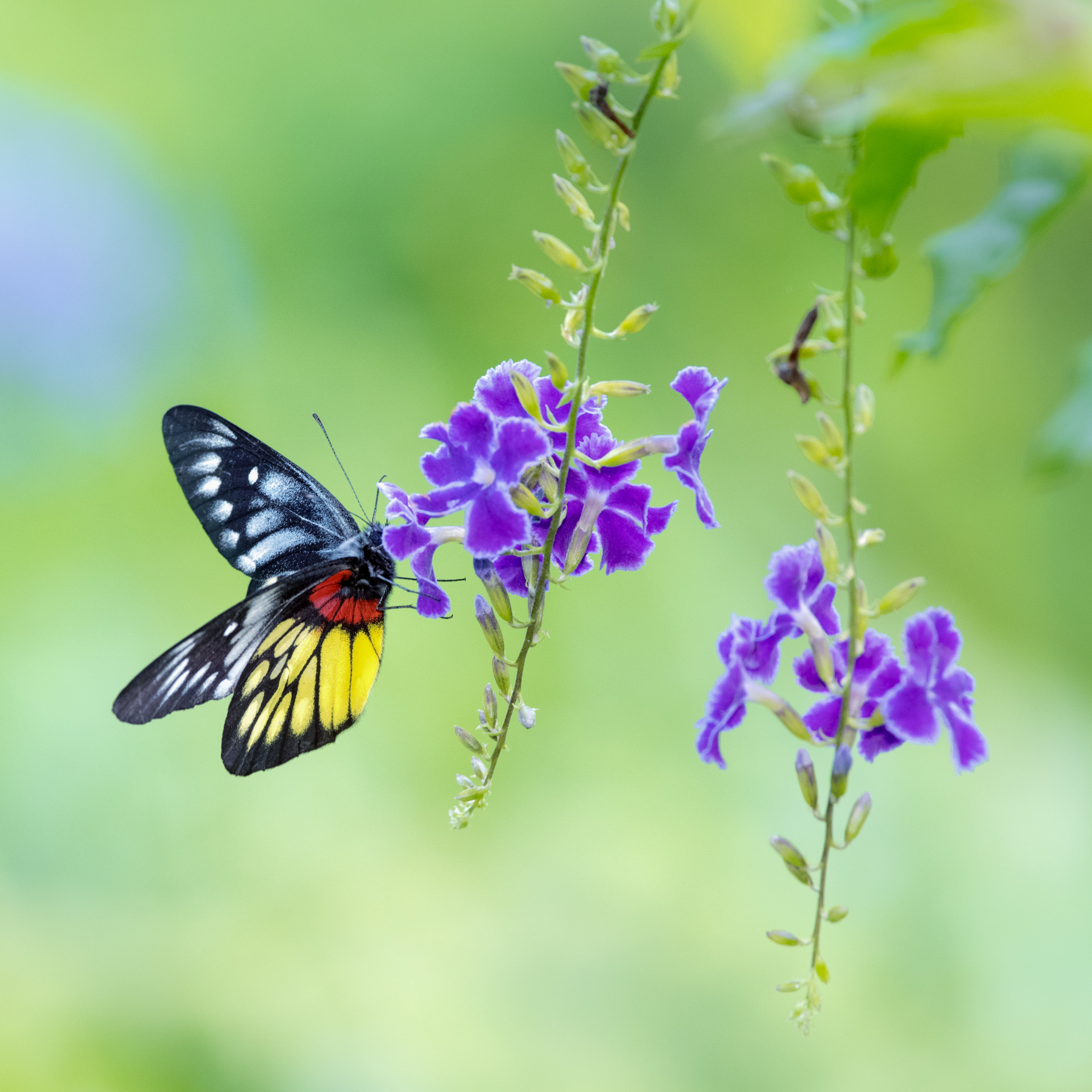 Pentax smc DA* 300mm F4.0 ED (IF) SDM sample photo. Butterfly photography