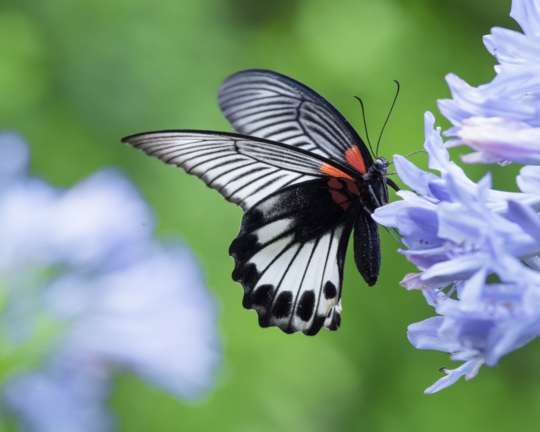 Pentax K-1 sample photo. Butterfly photography