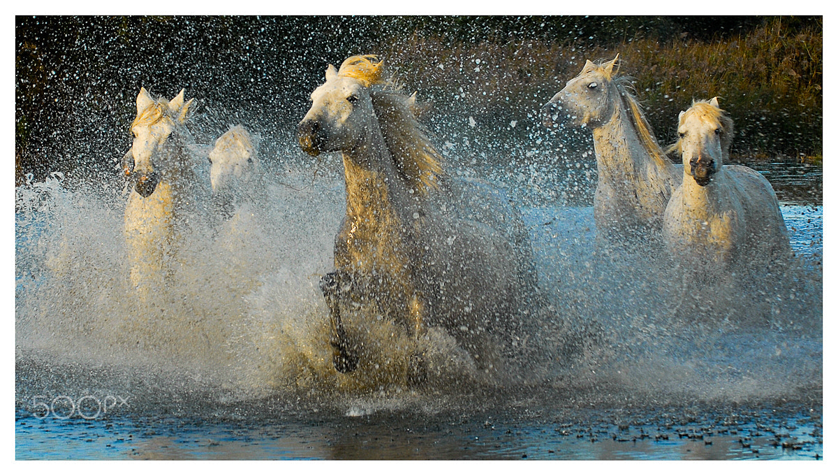 Nikon D200 sample photo. Camargue white horses photography