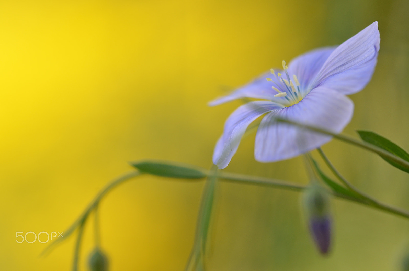 Nikon D7000 + Sigma 105mm F2.8 EX DG Macro sample photo. Contrasts photography