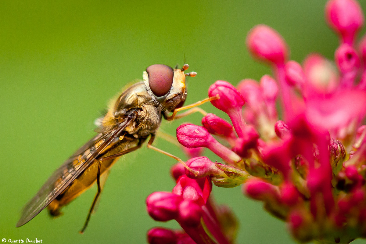 Canon EF 100mm F2.8 Macro USM sample photo. Syrphe photography