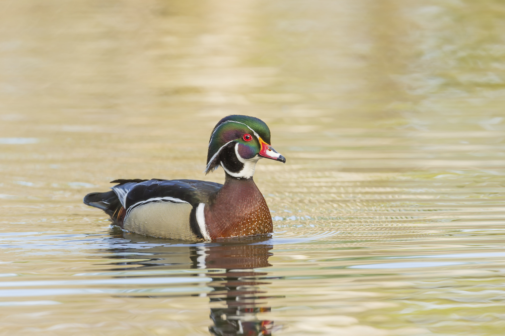 Nikon D3S + Nikon AF-S Nikkor 600mm F4G ED VR sample photo. Wood duck on golden water... photography