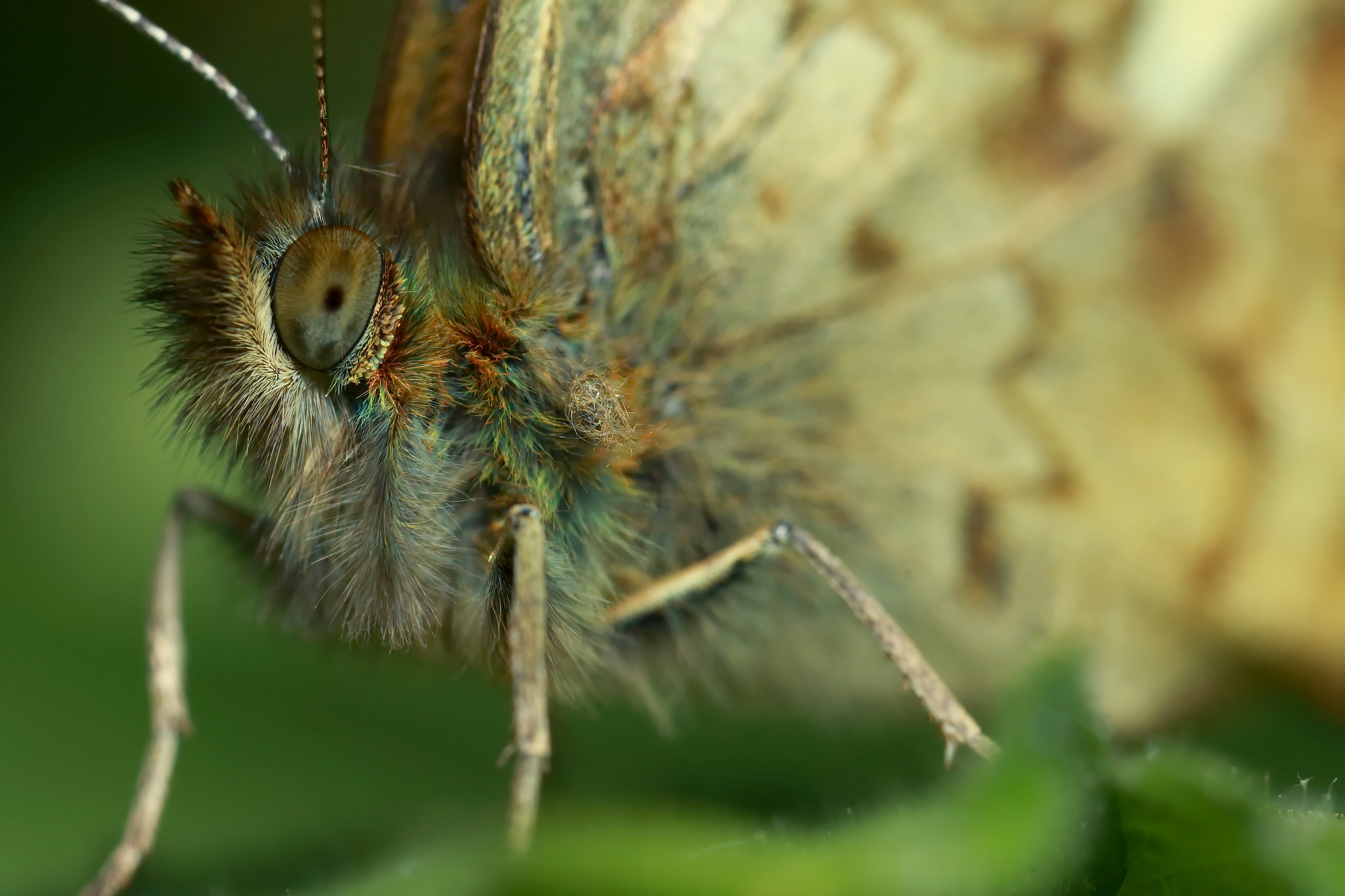 Canon MP-E 65mm F2.5 1-5x Macro Photo sample photo