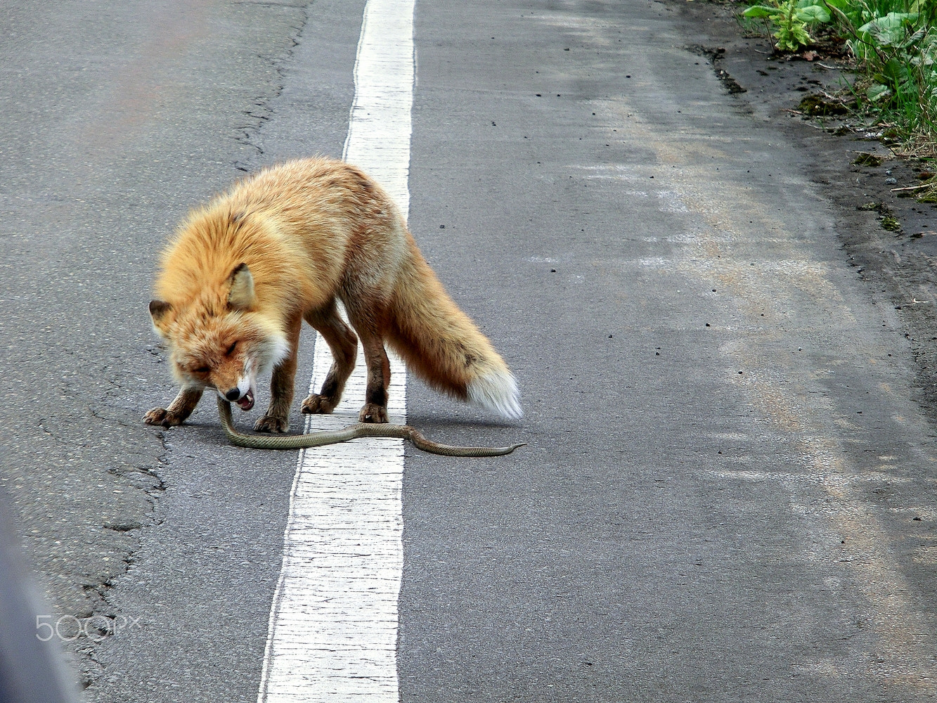 CASIO EX-ZR100 sample photo. Fox meet snake photography