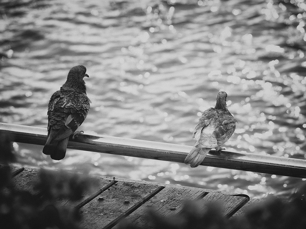 Olympus E-5 sample photo. Distance photography