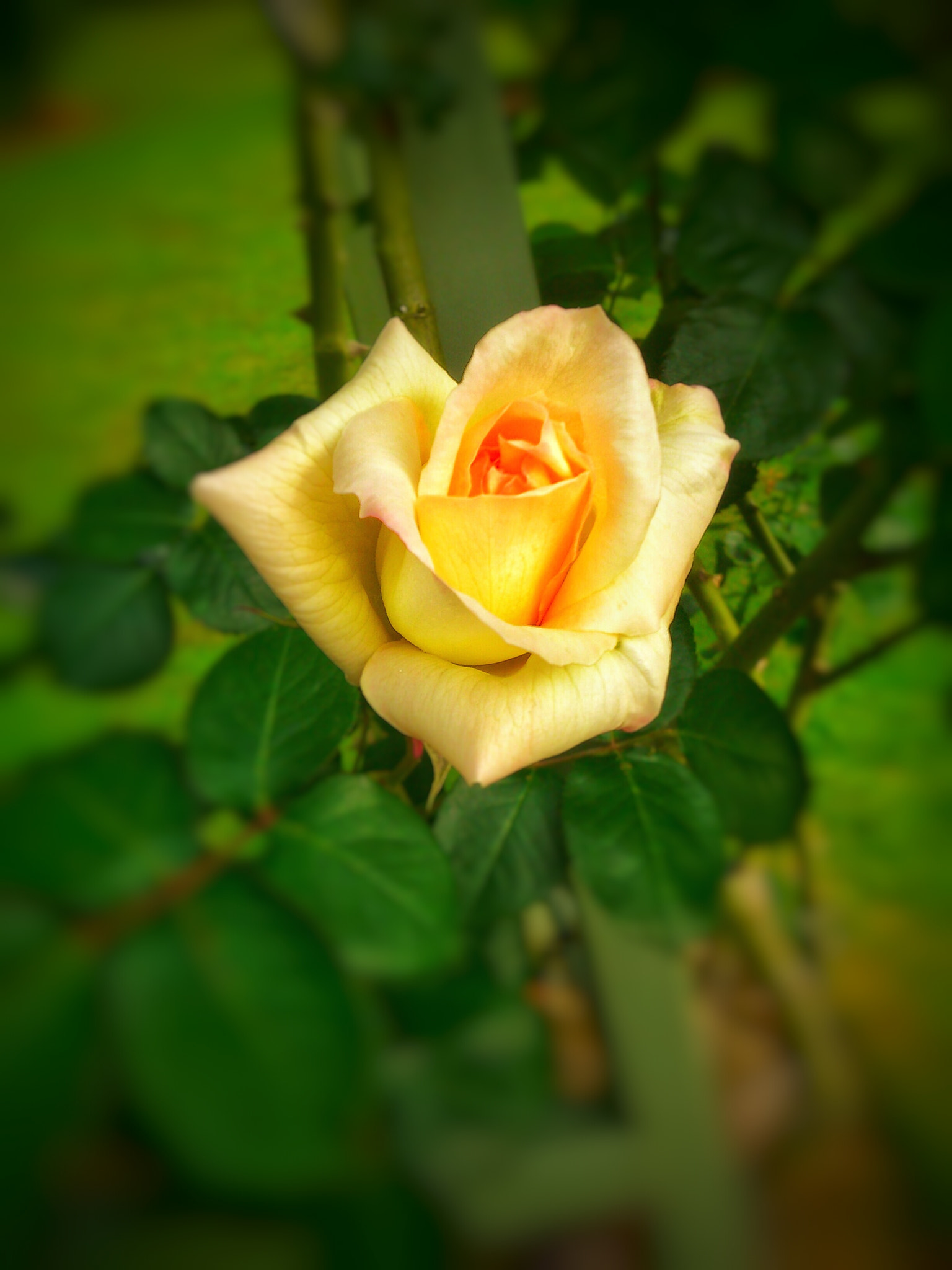 Sony Ericsson Xperia arc S sample photo. Yellow rose photography