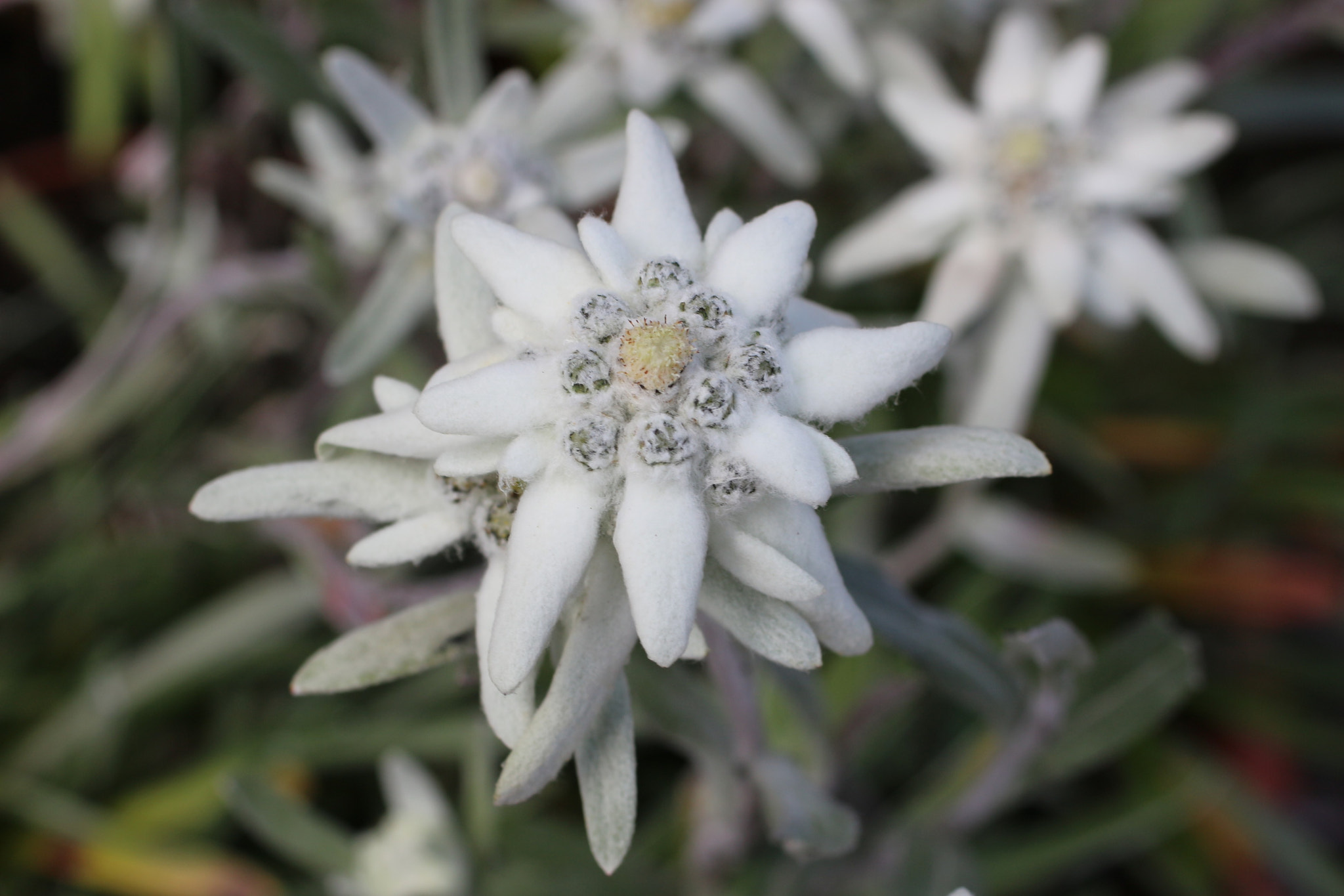 Canon EF 50mm F2.5 Macro sample photo. Edelweiss photography