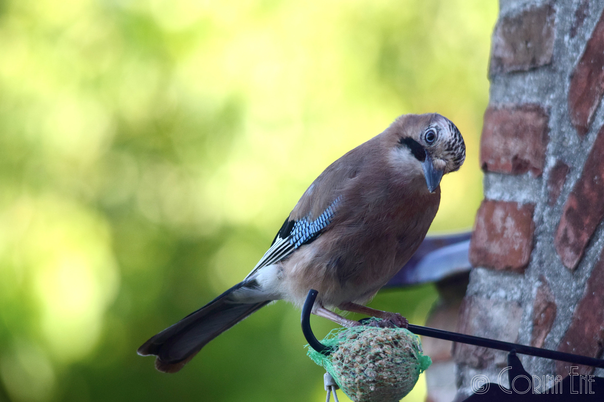 Sigma 150-500mm F5-6.3 DG OS HSM sample photo. Jay photography