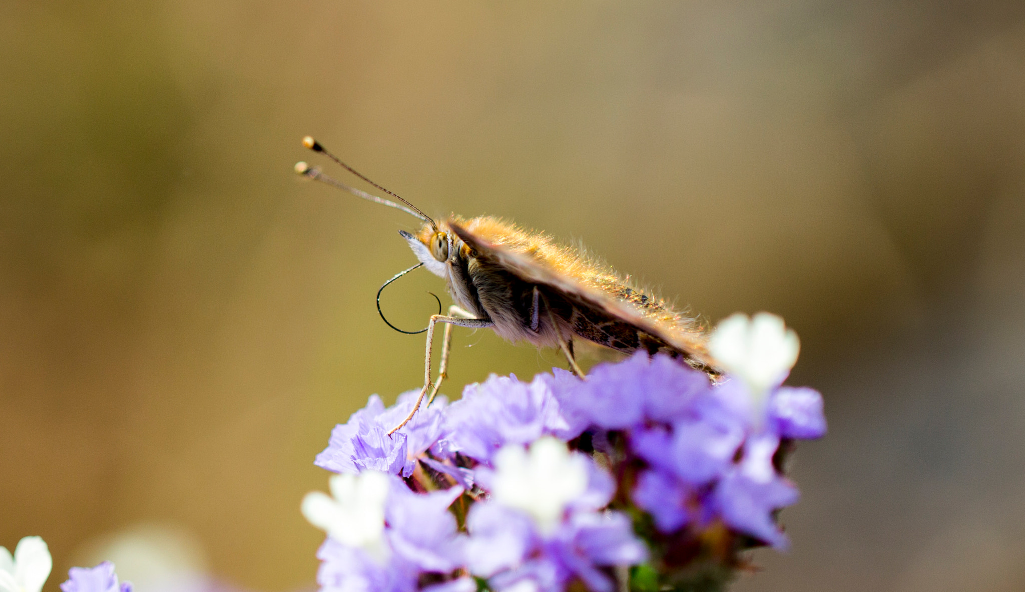 Canon EOS 1100D (EOS Rebel T3 / EOS Kiss X50) + Canon EF 100mm F2.8L Macro IS USM sample photo. Skipper sp butterfly photography