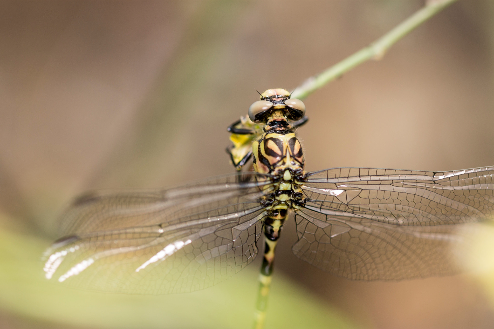 Canon EOS 1100D (EOS Rebel T3 / EOS Kiss X50) + Canon EF 100mm F2.8L Macro IS USM sample photo. Dragonfly photography