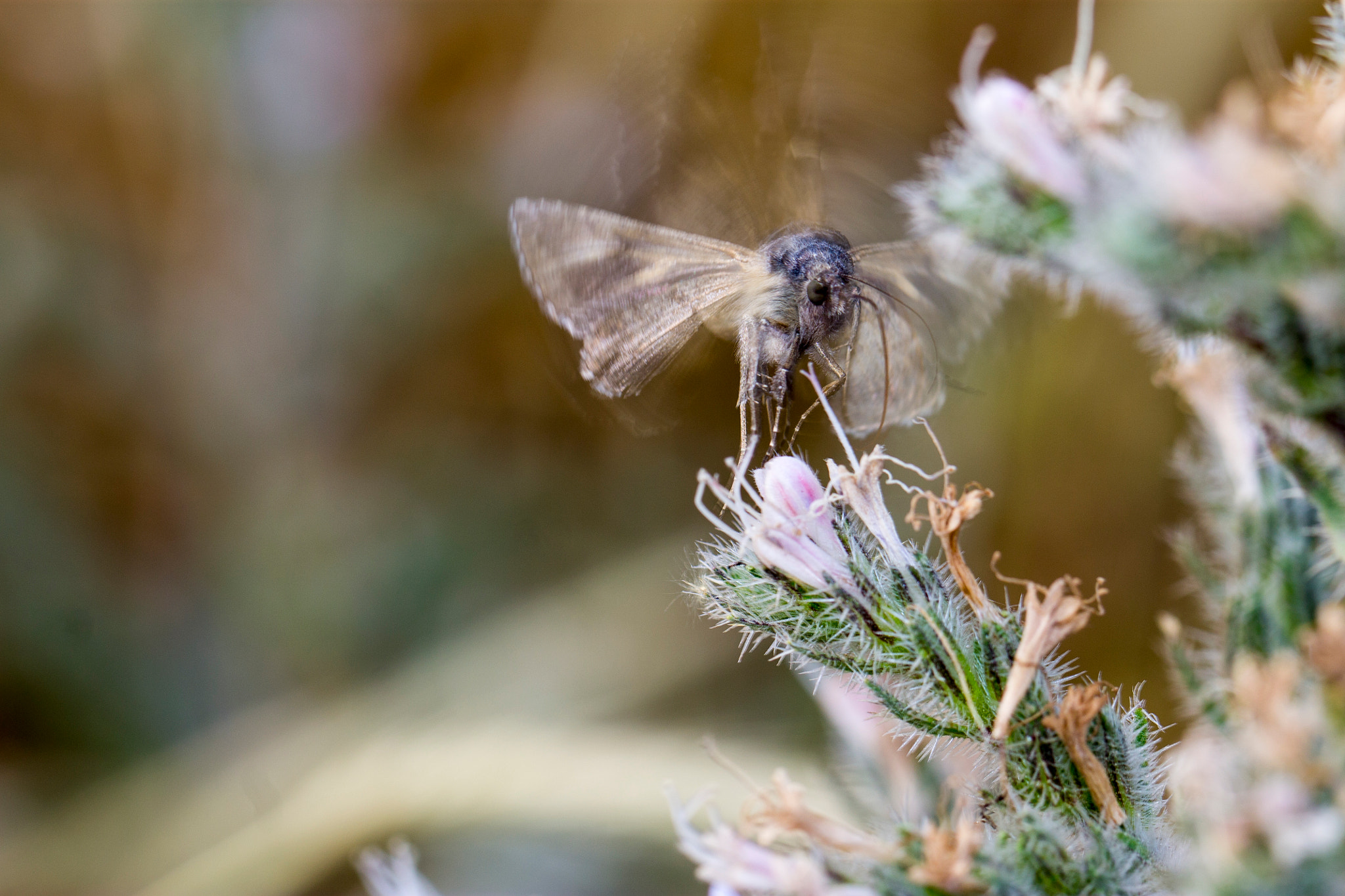 Canon EOS 1100D (EOS Rebel T3 / EOS Kiss X50) + Canon EF 100mm F2.8L Macro IS USM sample photo. Hawk moth wing beat photography