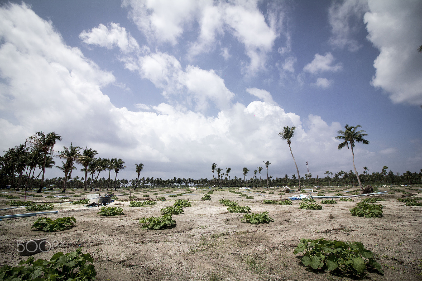 Canon EOS 60D + Canon EF-S 10-18mm F4.5–5.6 IS STM sample photo. The great harvest season photography