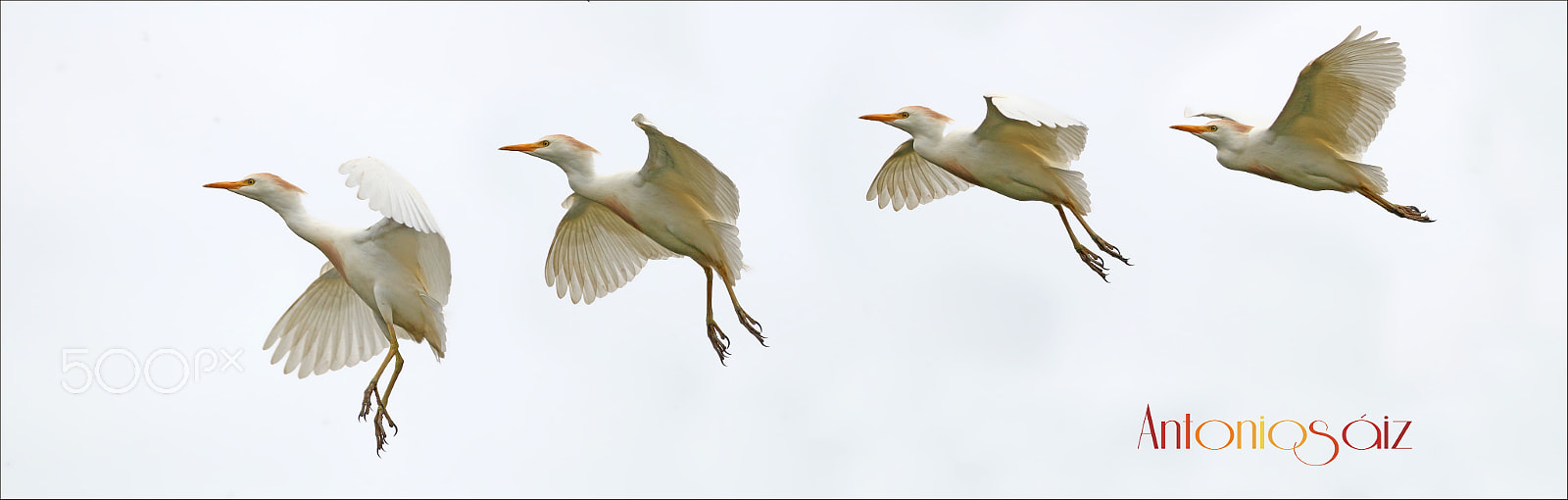 Canon EF 100-400mm F4.5-5.6L IS USM sample photo. Vuelo photography