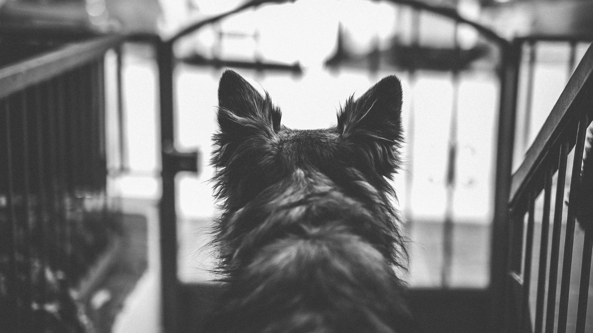 Nikon D700 + Sigma 50mm F1.4 DG HSM Art sample photo. What a great guard photography