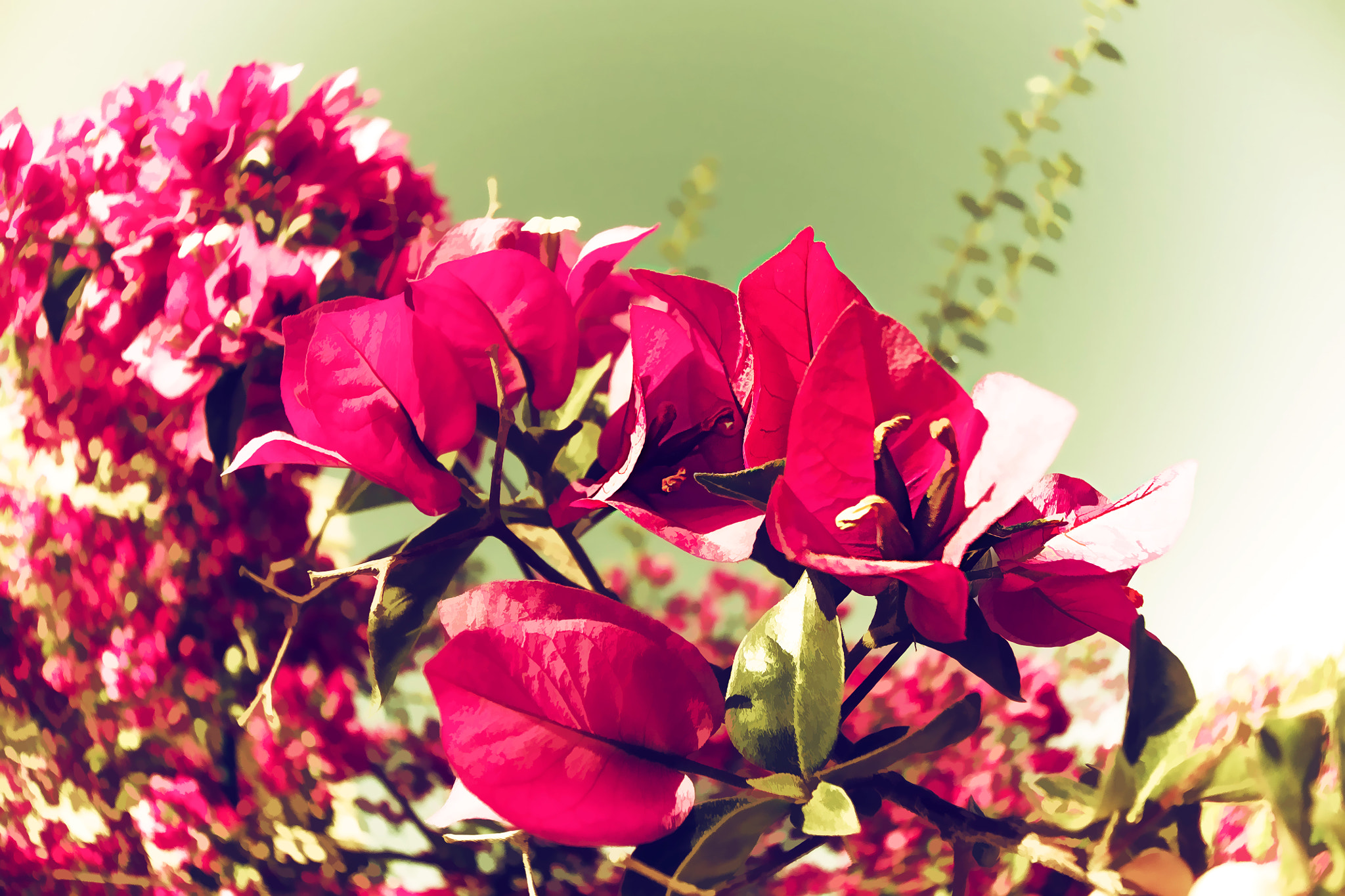 Canon EOS 1100D (EOS Rebel T3 / EOS Kiss X50) + Canon EF-S 10-18mm F4.5–5.6 IS STM sample photo. Bougainvillea photography