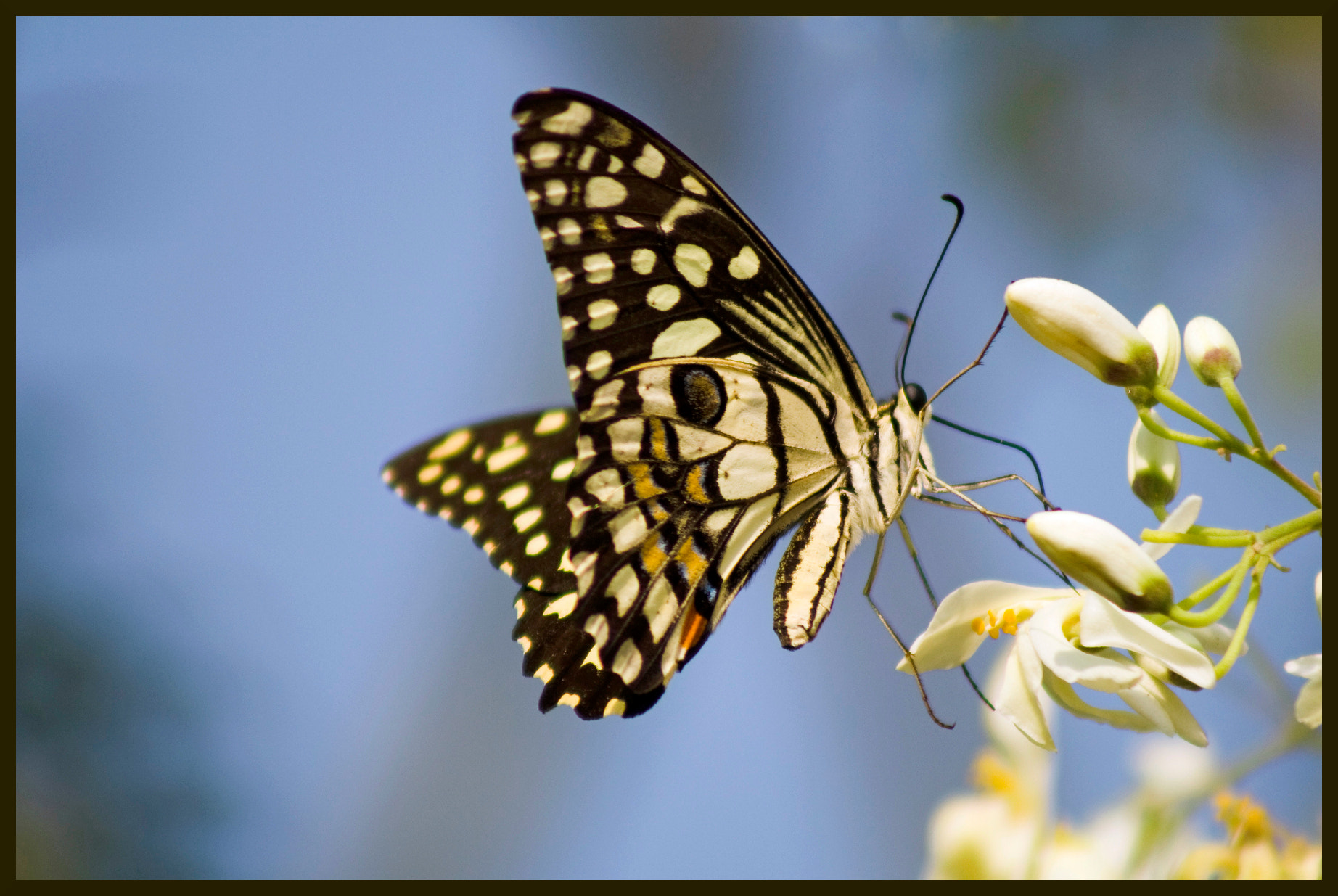 Canon EOS 1000D (EOS Digital Rebel XS / EOS Kiss F) sample photo. Macro dreams..... photography