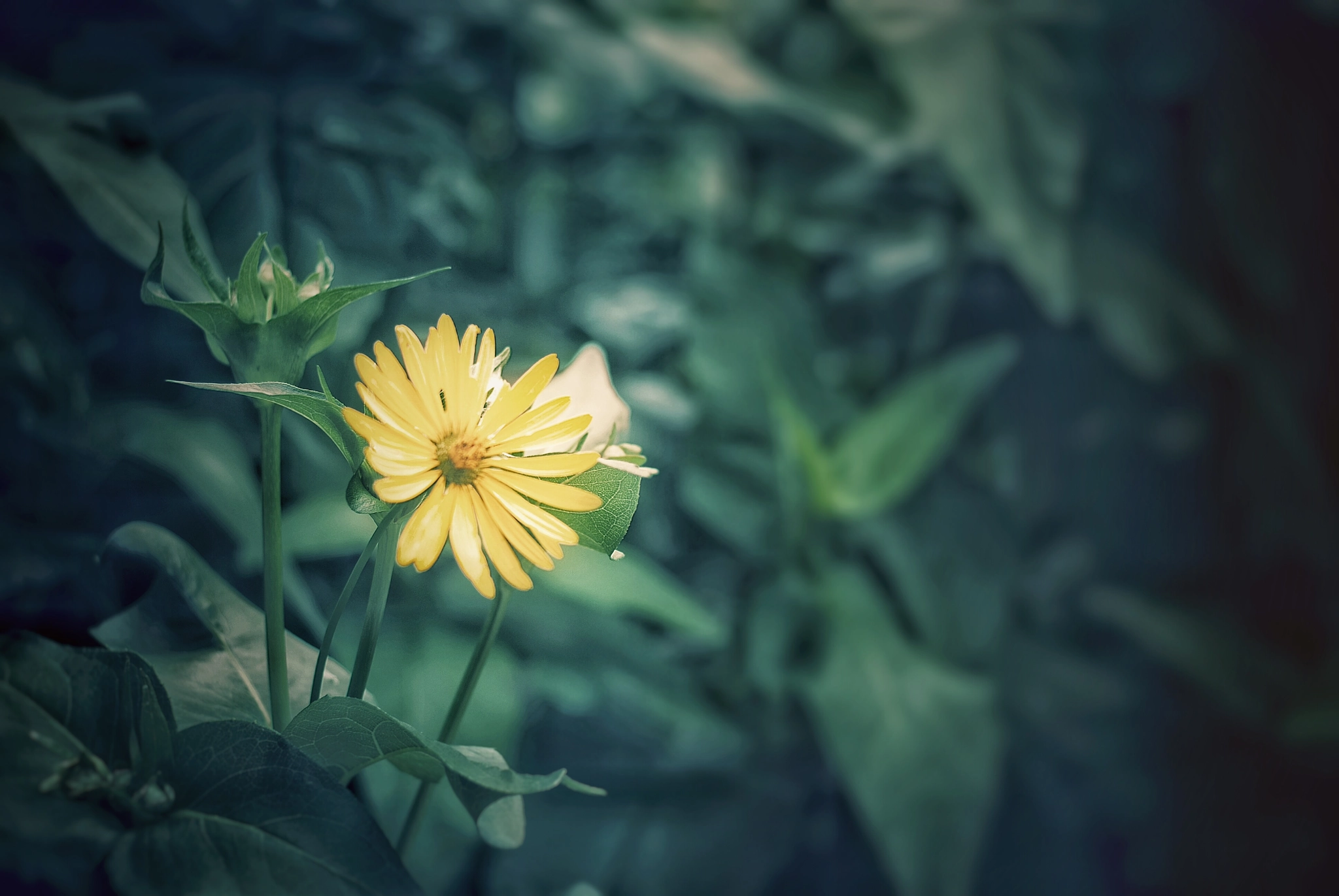 Nikon D80 + Nikon AF-S Nikkor 50mm F1.8G sample photo. Yellow  photography