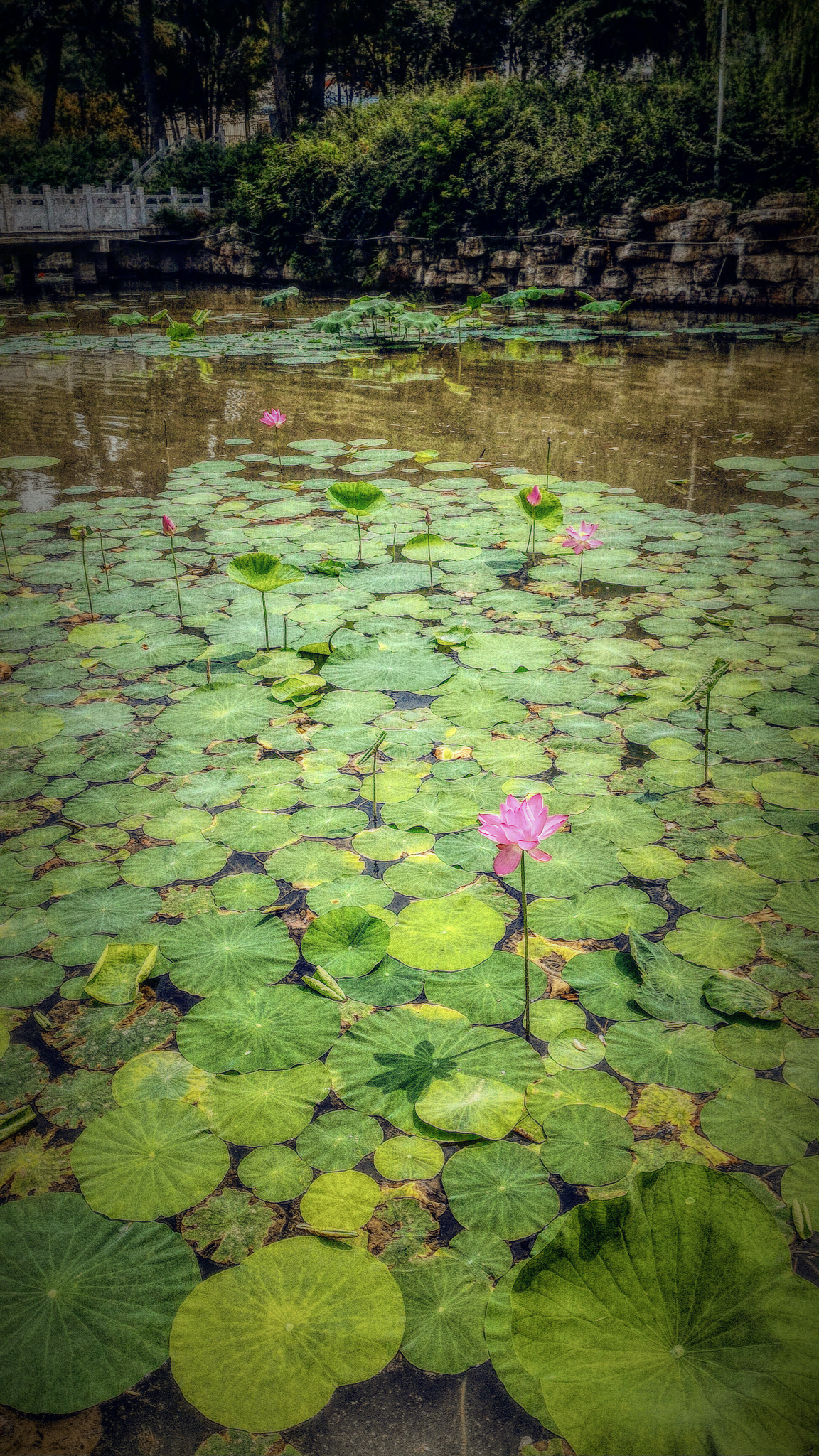 ASUS Z00ADB sample photo. 荷塘 photography