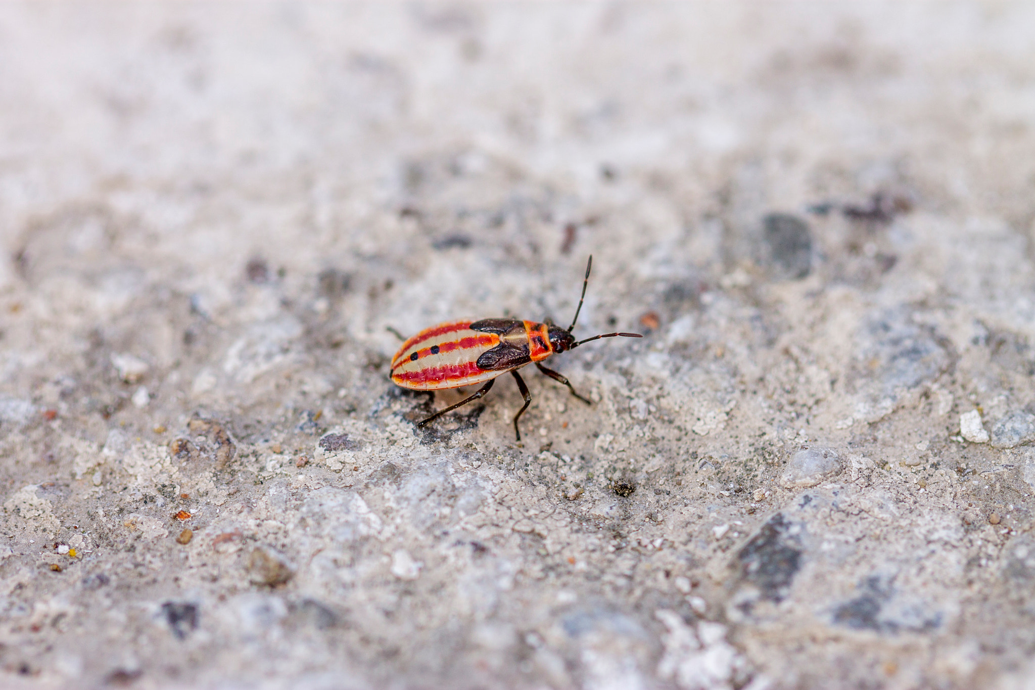 Canon EOS 1100D (EOS Rebel T3 / EOS Kiss X50) + Canon EF 100mm F2.8L Macro IS USM sample photo. Red shield bug photography