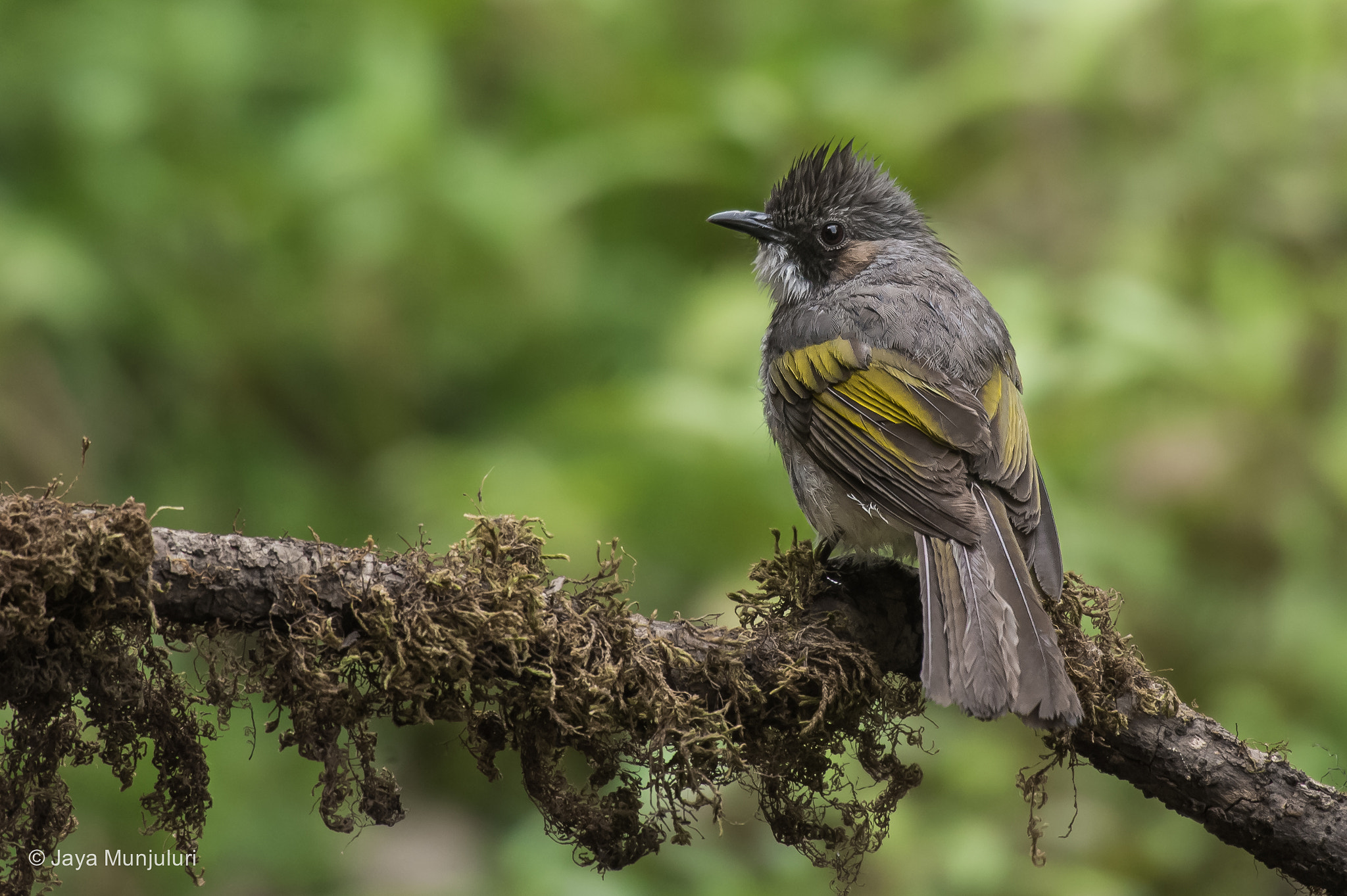 Nikon AF-S Nikkor 200-500mm F5.6E ED VR sample photo. Ashy bulbul photography