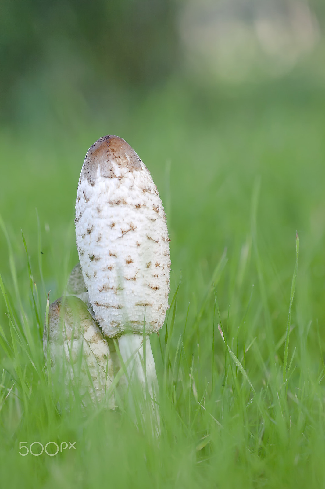 Canon EF 100mm F2.8 Macro USM sample photo. 17122015 doñana - 04 photography