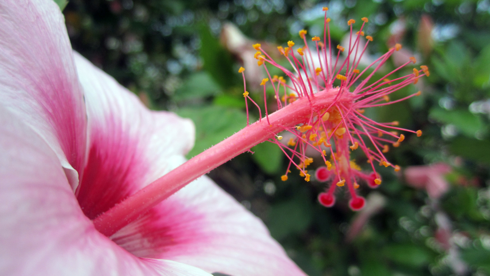 Canon PowerShot SD1400 IS (IXUS 130 / IXY 400F) sample photo. Hibiscus photography