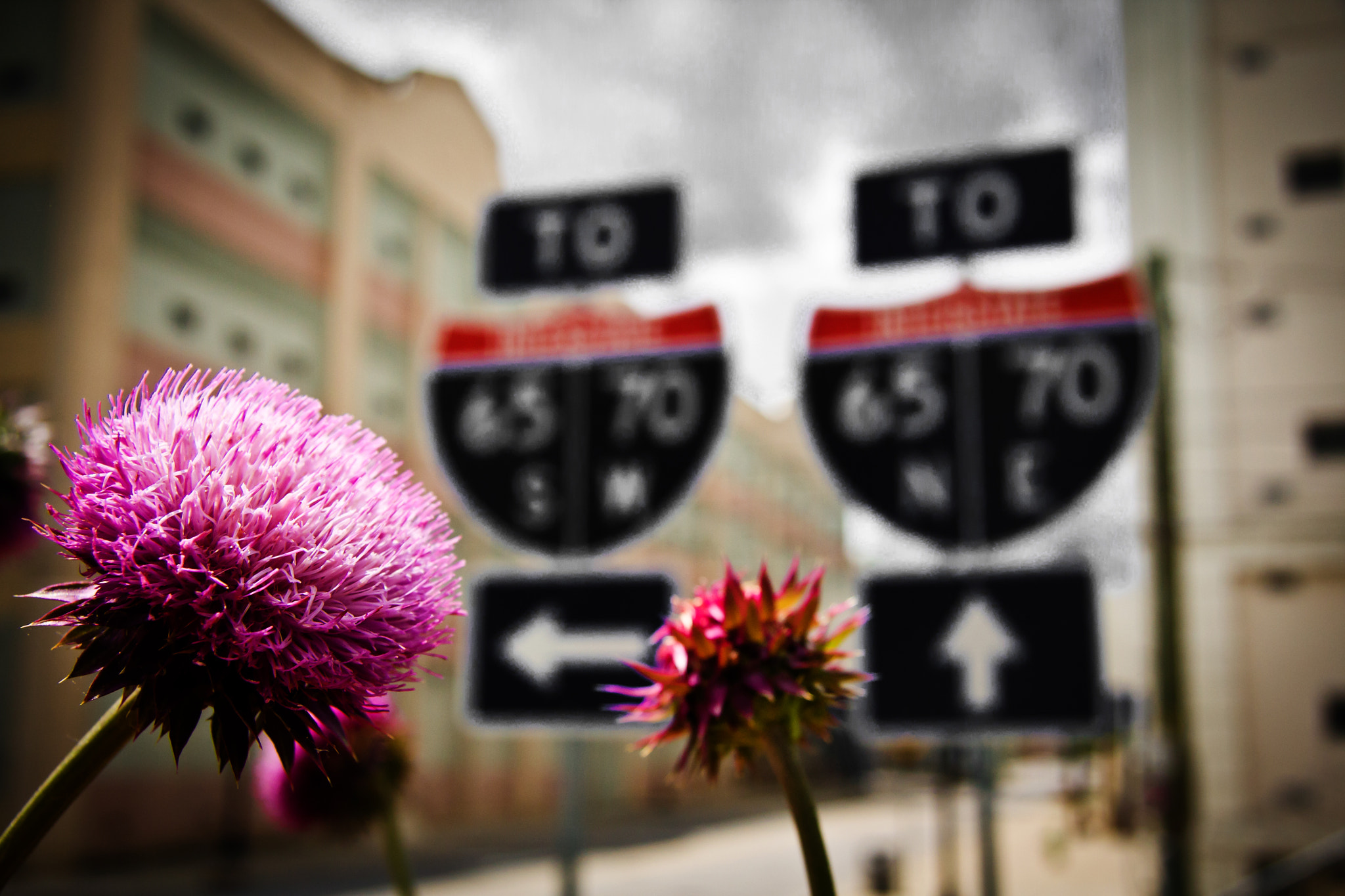 Canon EF-S 17-85mm F4-5.6 IS USM sample photo. Merging musk thistles photography