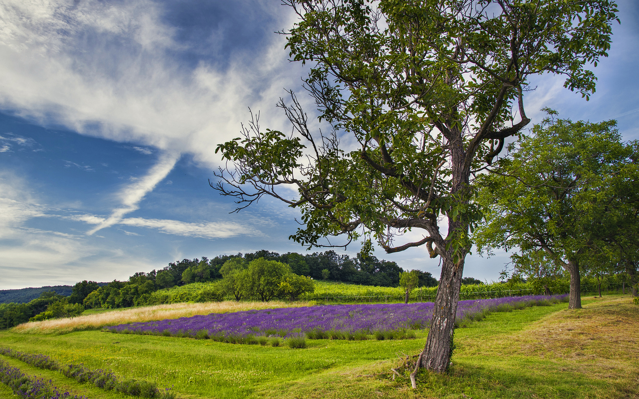 Sigma 17-50mm F2.8 EX DC HSM sample photo. Lavender farm photography