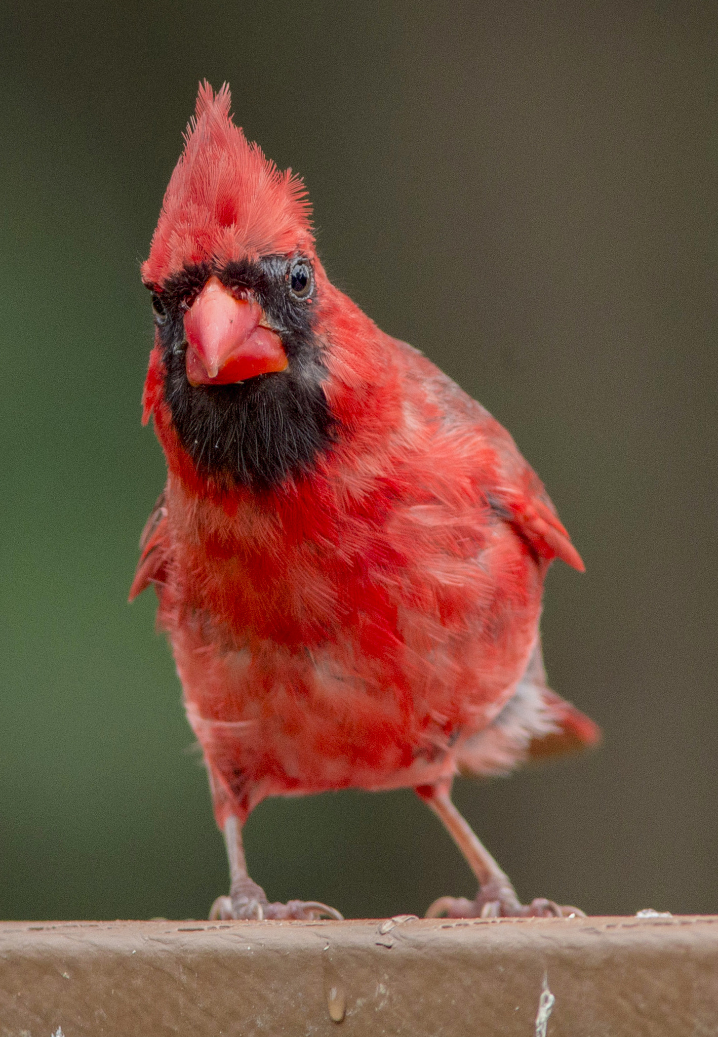 Canon EF 300mm F4L IS USM sample photo. Red photography