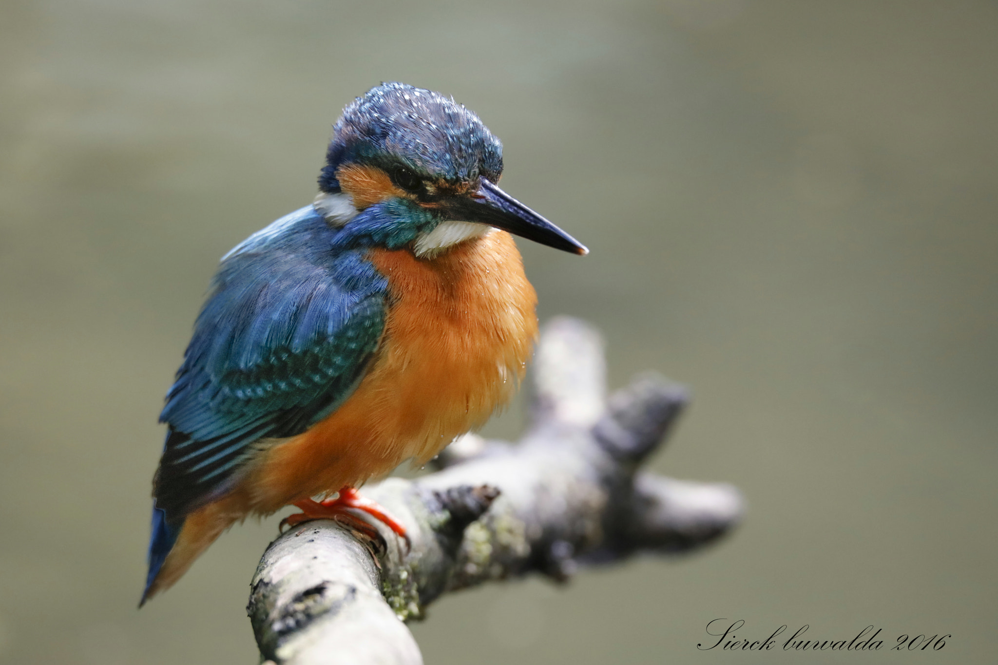150-600mm F5-6.3 DG OS HSM | Sports 014 sample photo. Ijsvogel photography