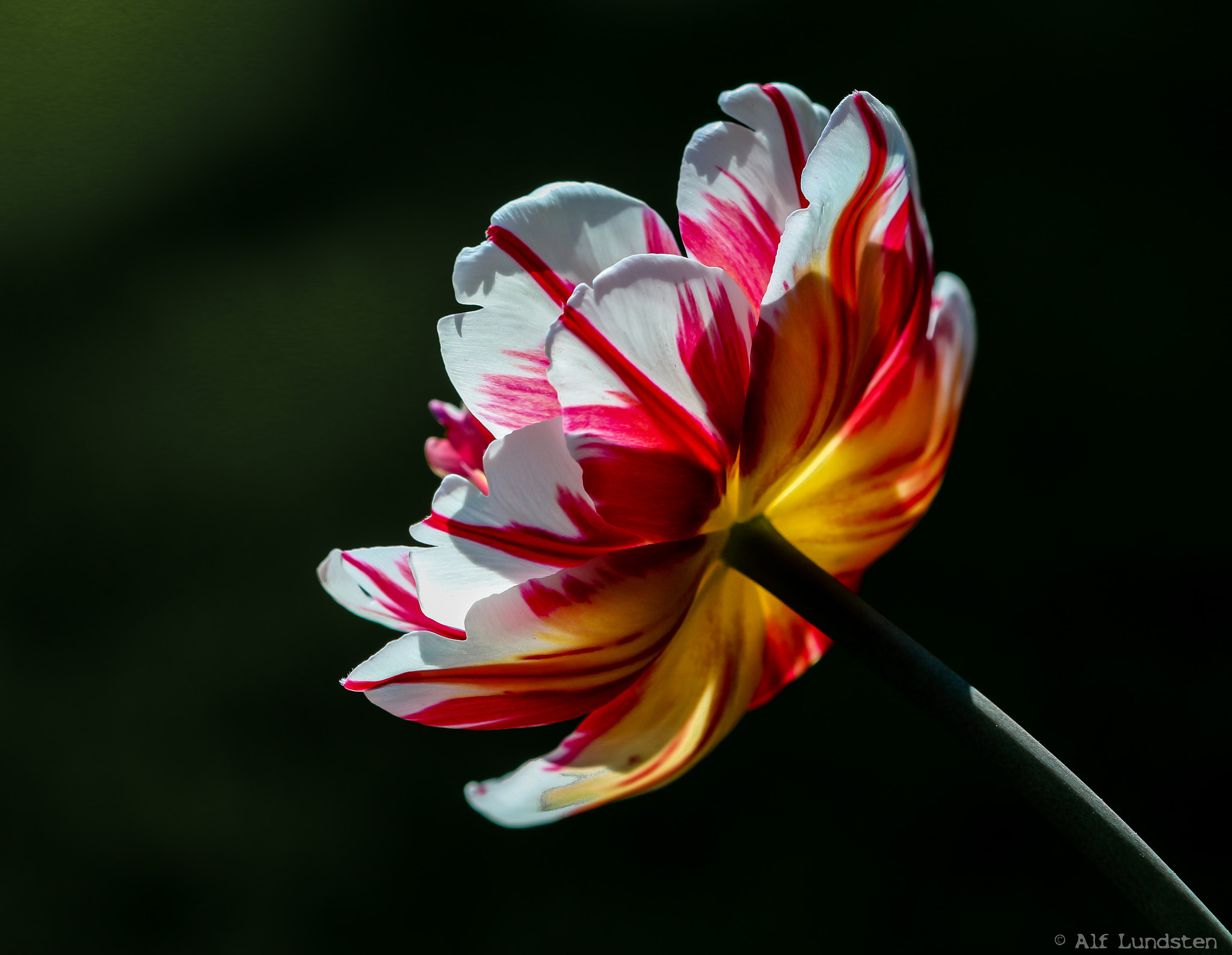 Canon EF 100mm F2.8 Macro USM sample photo. Inner glow photography