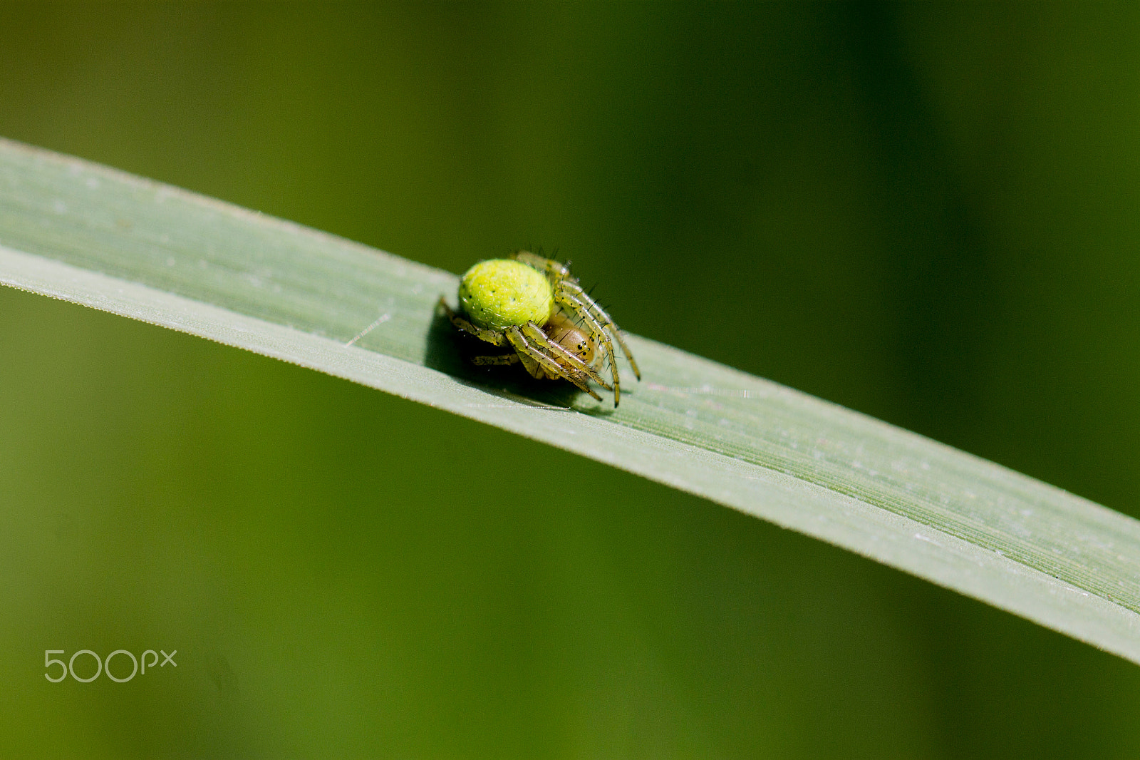 Canon EOS 1100D (EOS Rebel T3 / EOS Kiss X50) + Canon EF 100mm F2.8L Macro IS USM sample photo. Tiny orb spider on a blade of grass photography