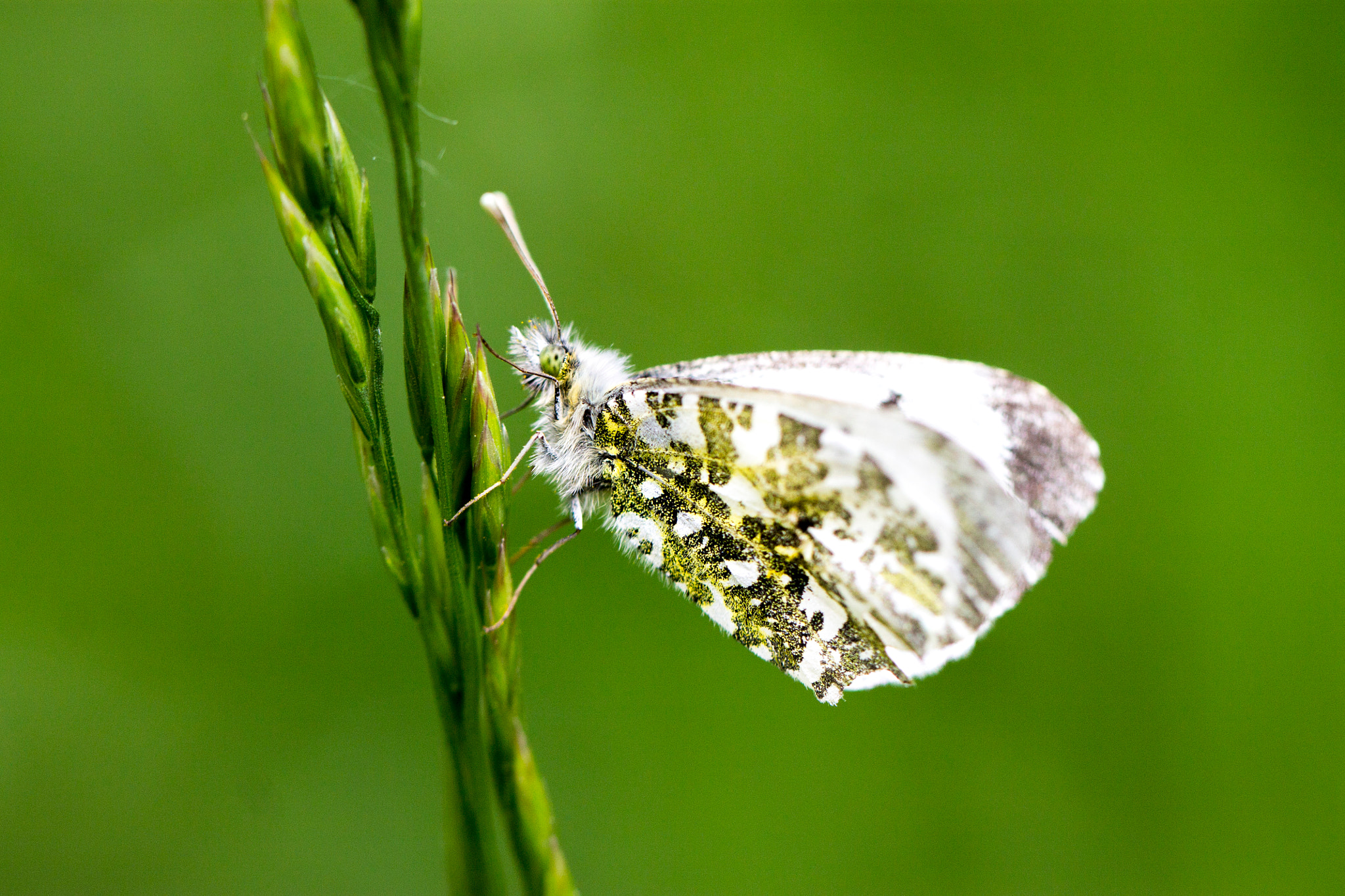 Canon EOS 1100D (EOS Rebel T3 / EOS Kiss X50) + Canon EF 100mm F2.8L Macro IS USM sample photo. Marbled white butterfly photography
