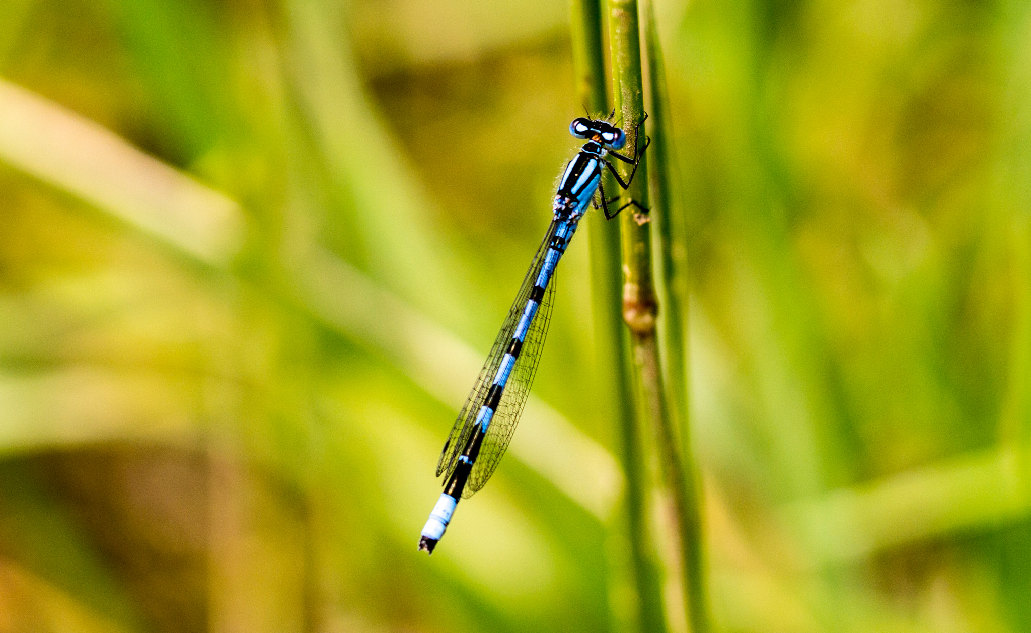 Canon EOS 1100D (EOS Rebel T3 / EOS Kiss X50) + Canon EF 100mm F2.8L Macro IS USM sample photo. Damselfly photography