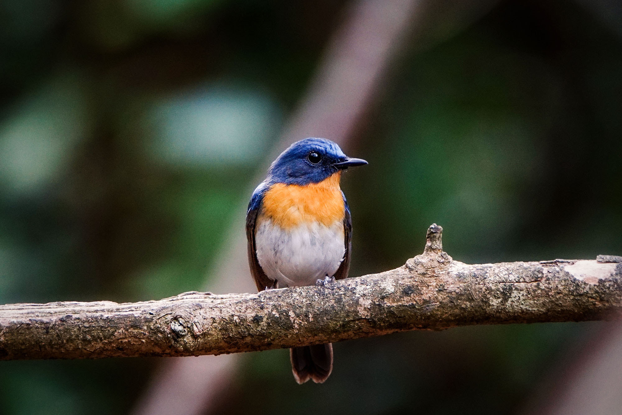 Sony ILCA-77M2 + Sony 70-400mm F4-5.6 G SSM II sample photo. Tickell's blue-flycatcher (male) photography