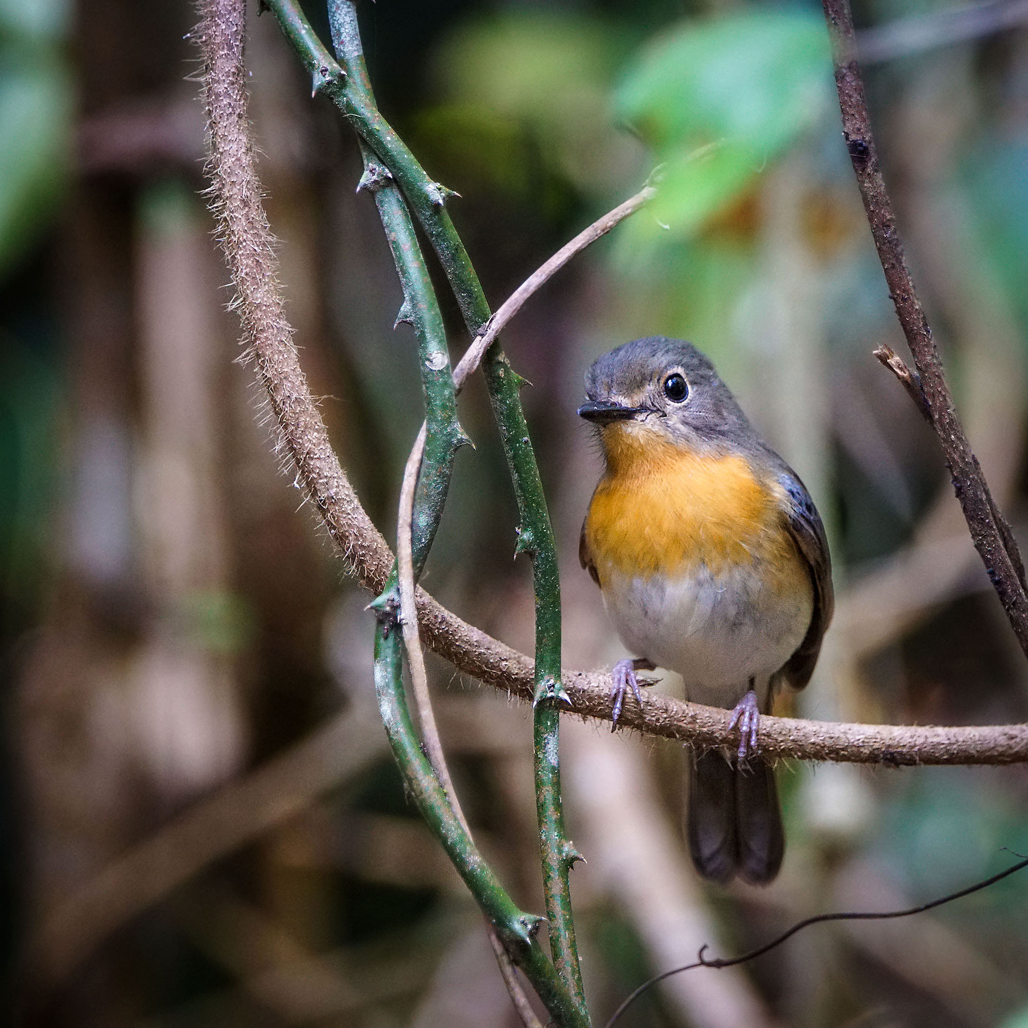 Sony ILCA-77M2 + Sony 70-400mm F4-5.6 G SSM II sample photo. Tickell's blue-flycatcher (female) photography