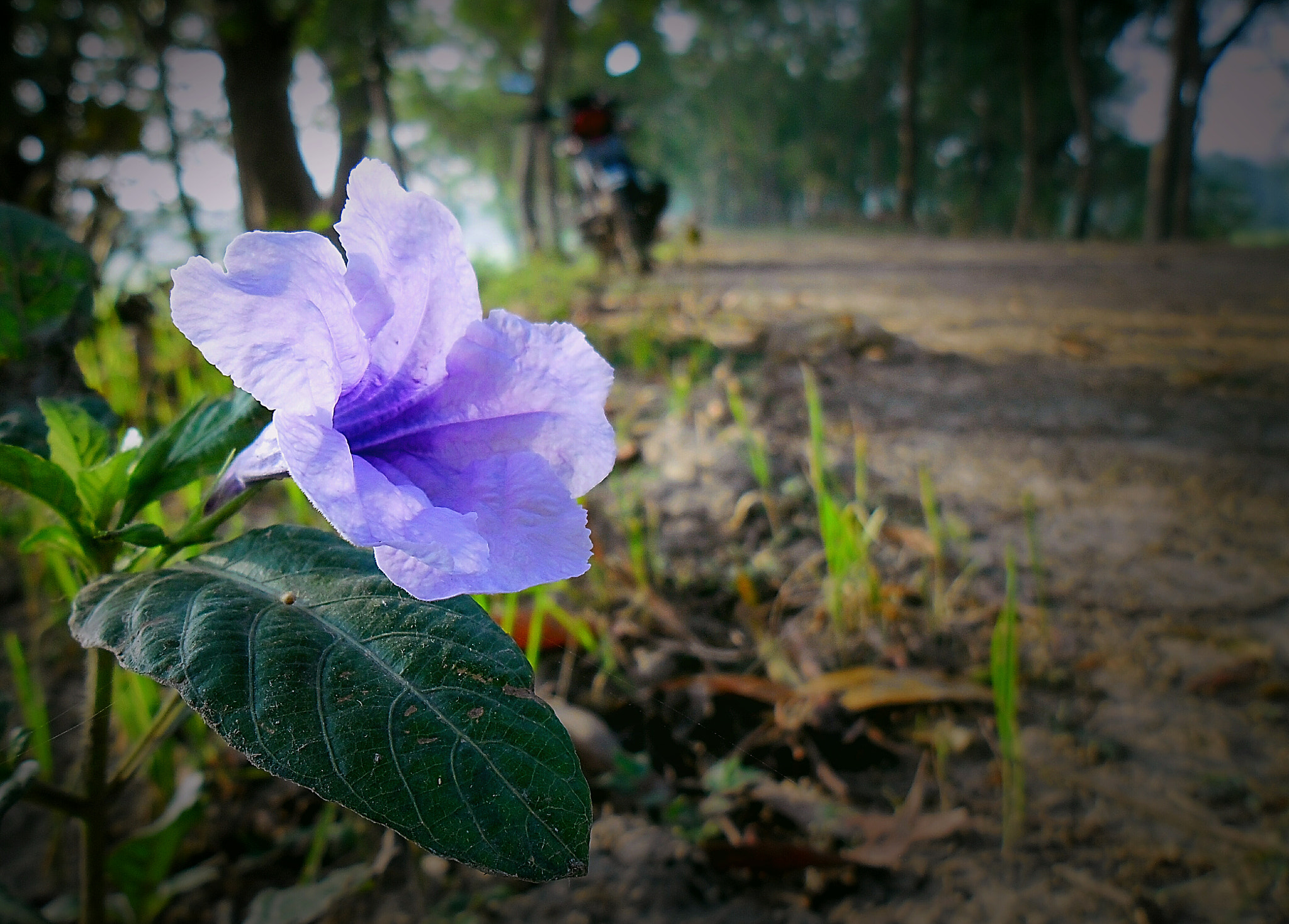 Samsung ES90/ ES91 sample photo. Neglected beauty  photography