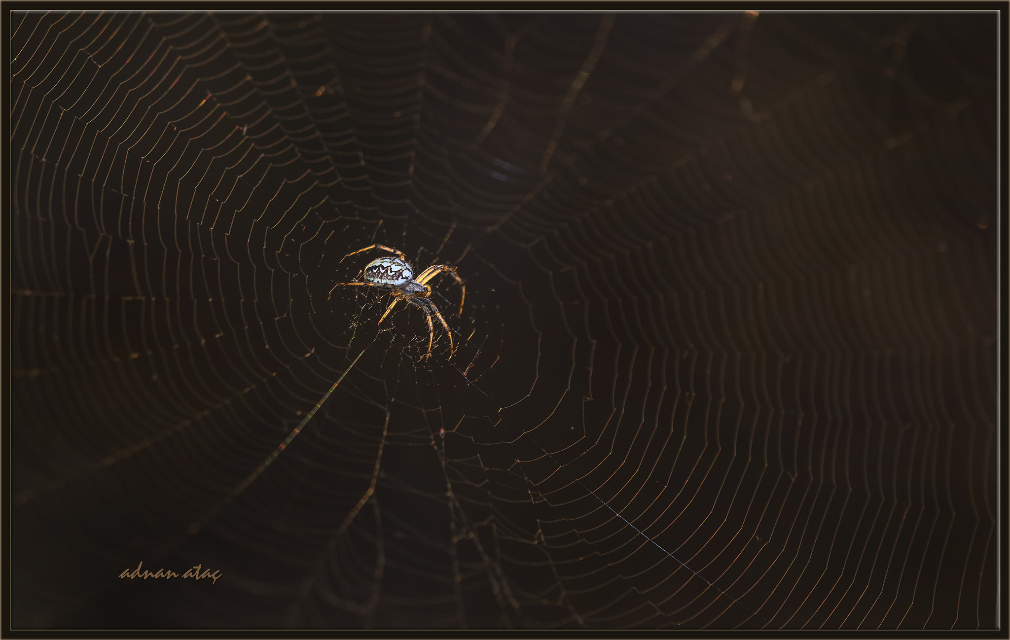 AF Zoom-Micro Nikkor 70-180mm f/4.5-5.6D ED sample photo. Meşe Örümceği - aculepeira ceropegia - oak spider photography