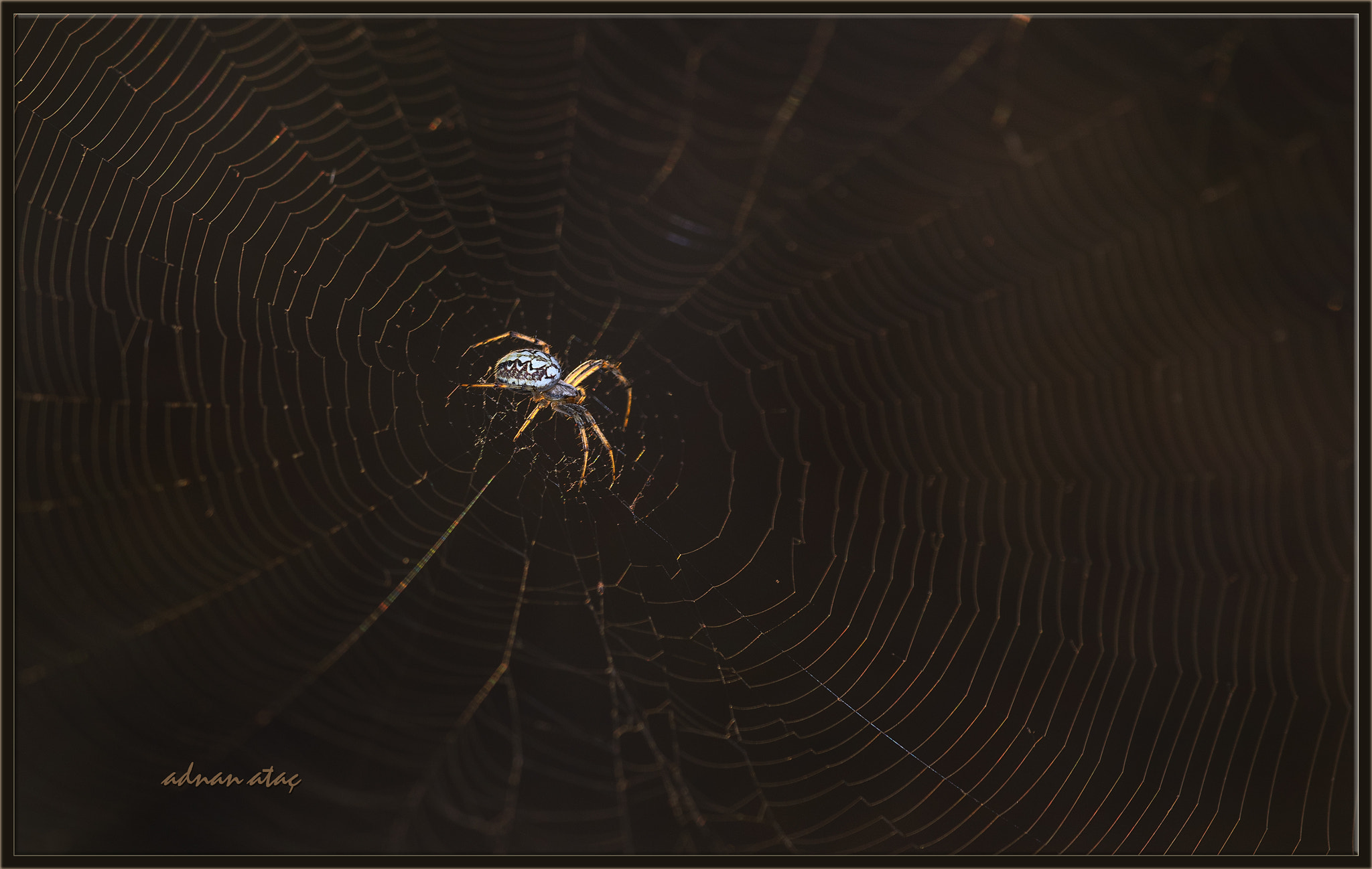 Nikon D5 sample photo. Meşe Örümceği - aculepeira ceropegia - oak spider photography