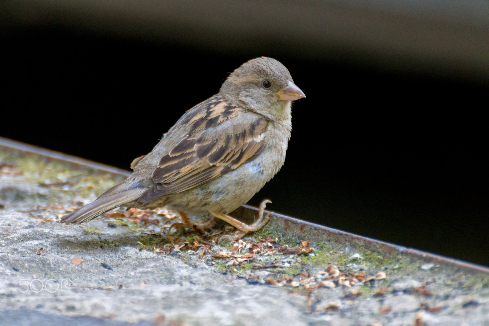 Tamron SP 35mm F1.8 Di VC USD sample photo. Sparrow photography