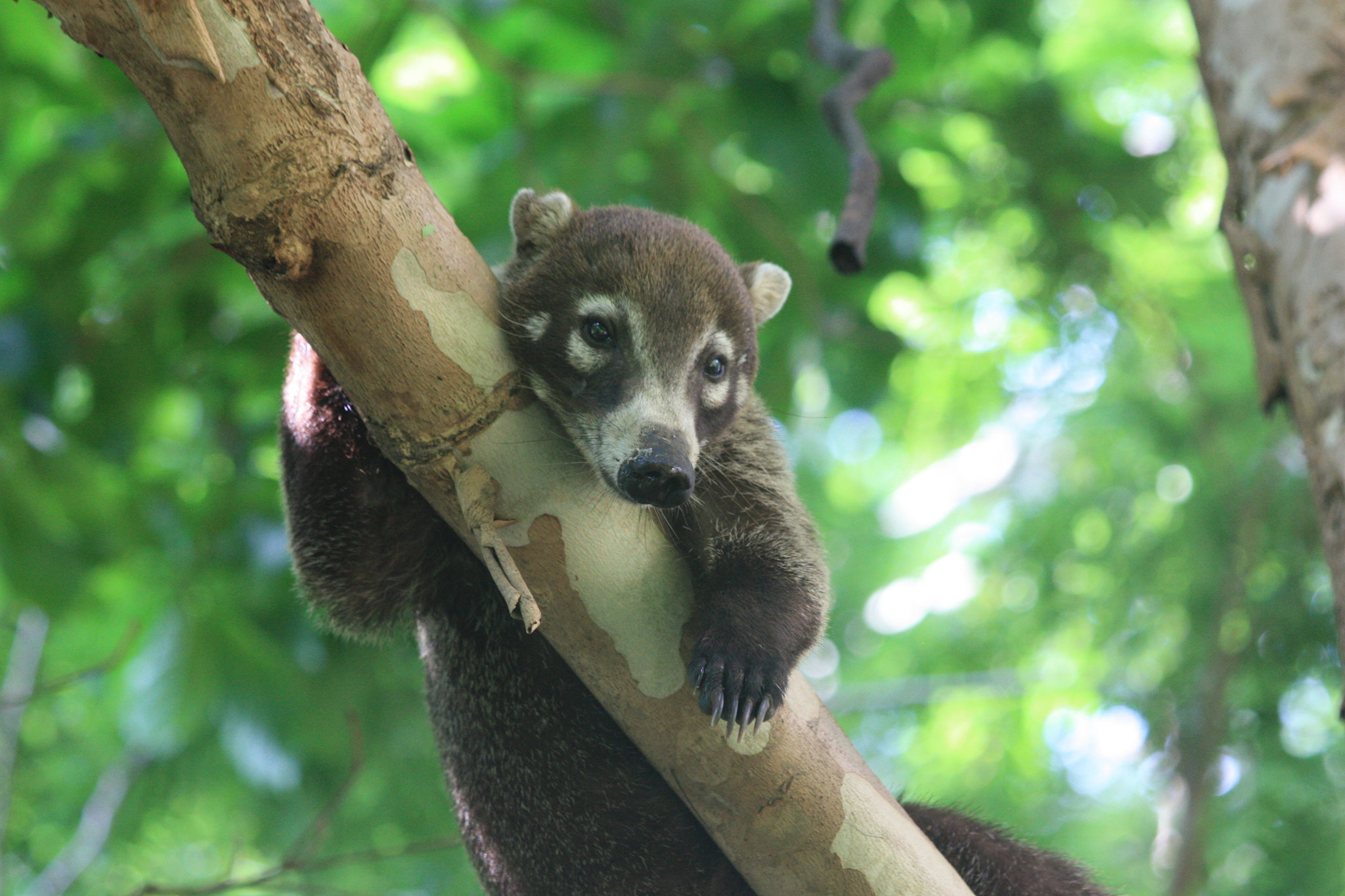 Canon EF 70-300mm F4-5.6 IS USM sample photo. Costa rica possum resting after lunch photography