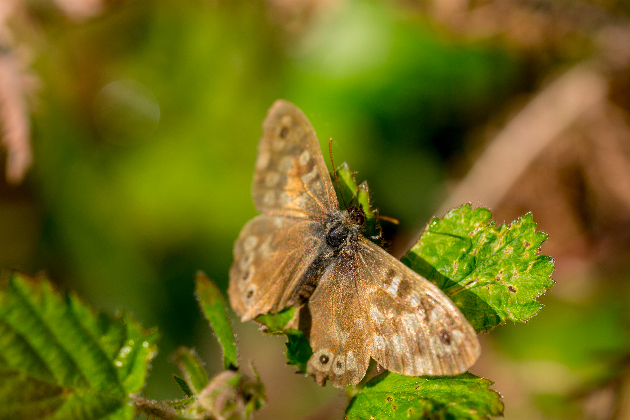 Canon EOS 1100D (EOS Rebel T3 / EOS Kiss X50) + Canon EF 100mm F2.8L Macro IS USM sample photo. Speckled wood butterfly photography