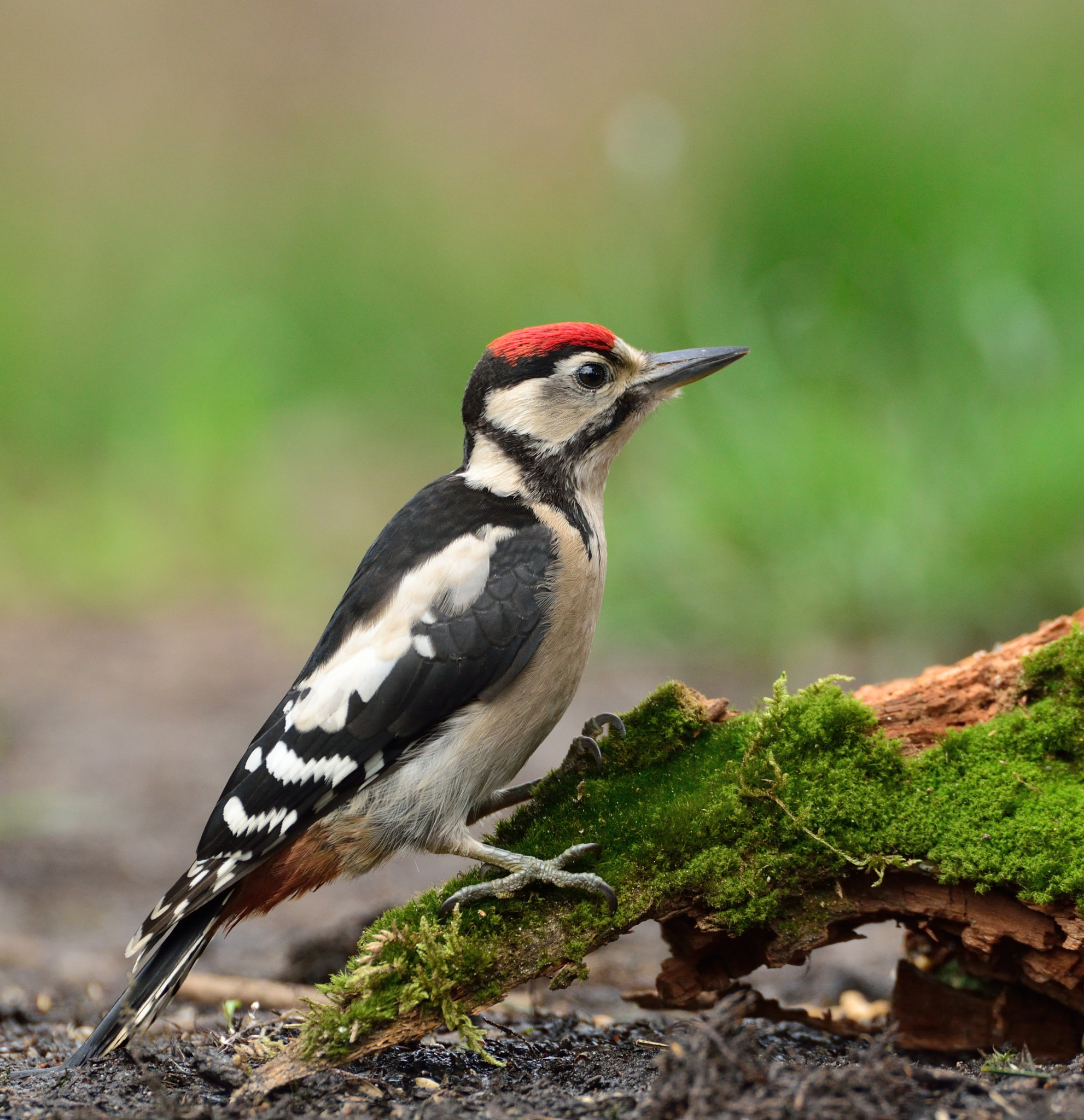 Nikon D600 + AF-S Nikkor 600mm f/4D IF-ED sample photo. Grote bonte specht photography