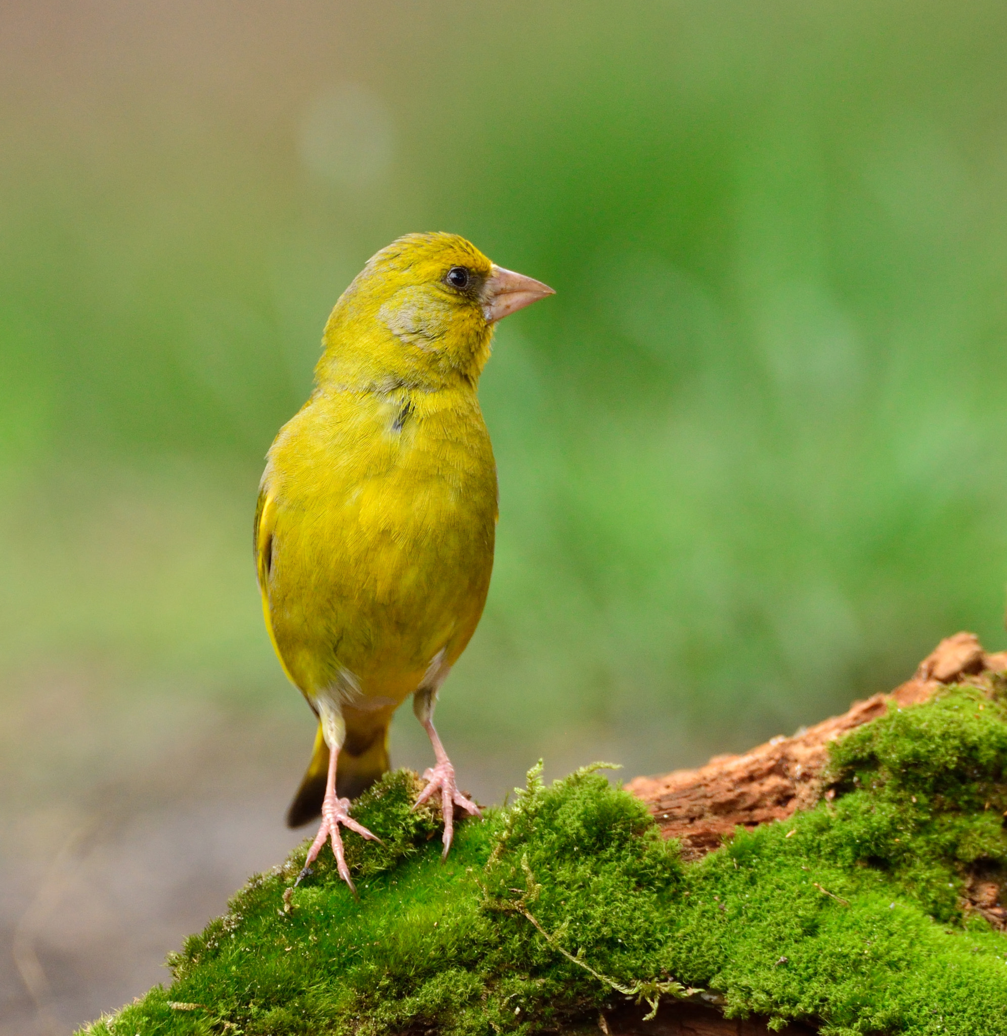 Nikon D600 + AF-S Nikkor 600mm f/4D IF-ED sample photo. Groenling photography